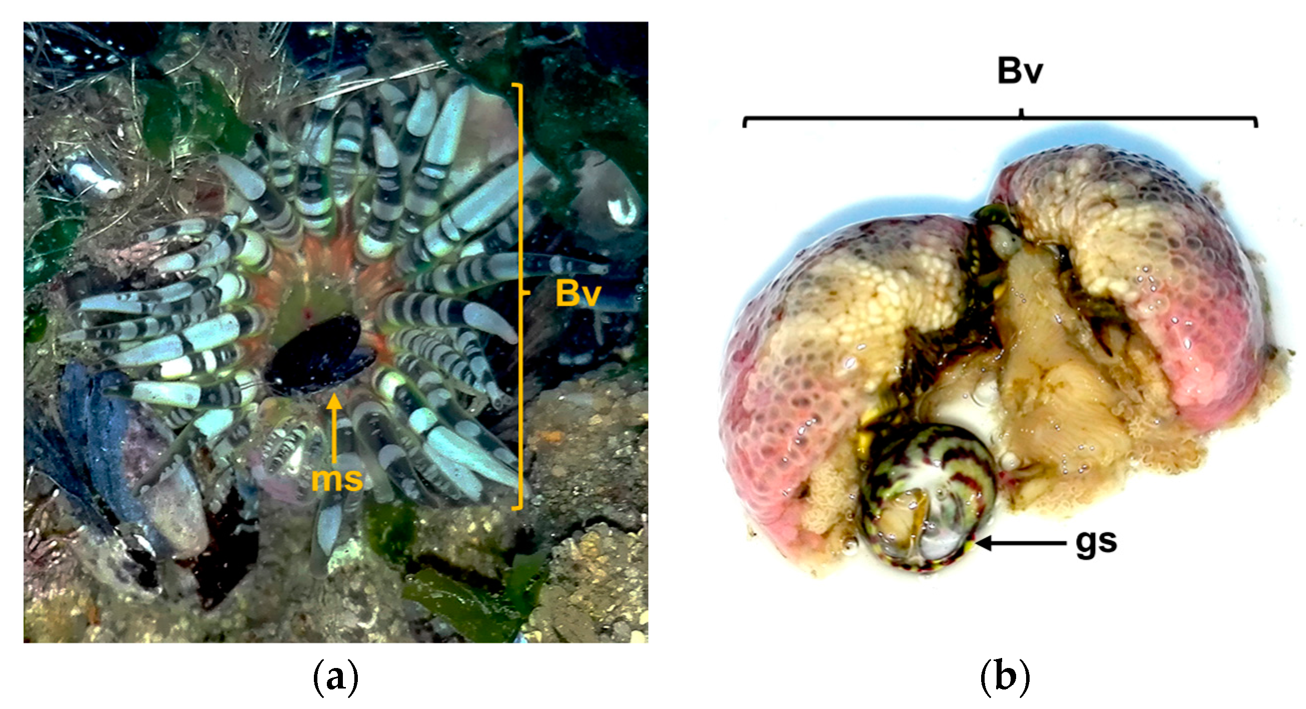 Marinedrugs 16 00042 g006 Marinedrugs 16 00042 g006