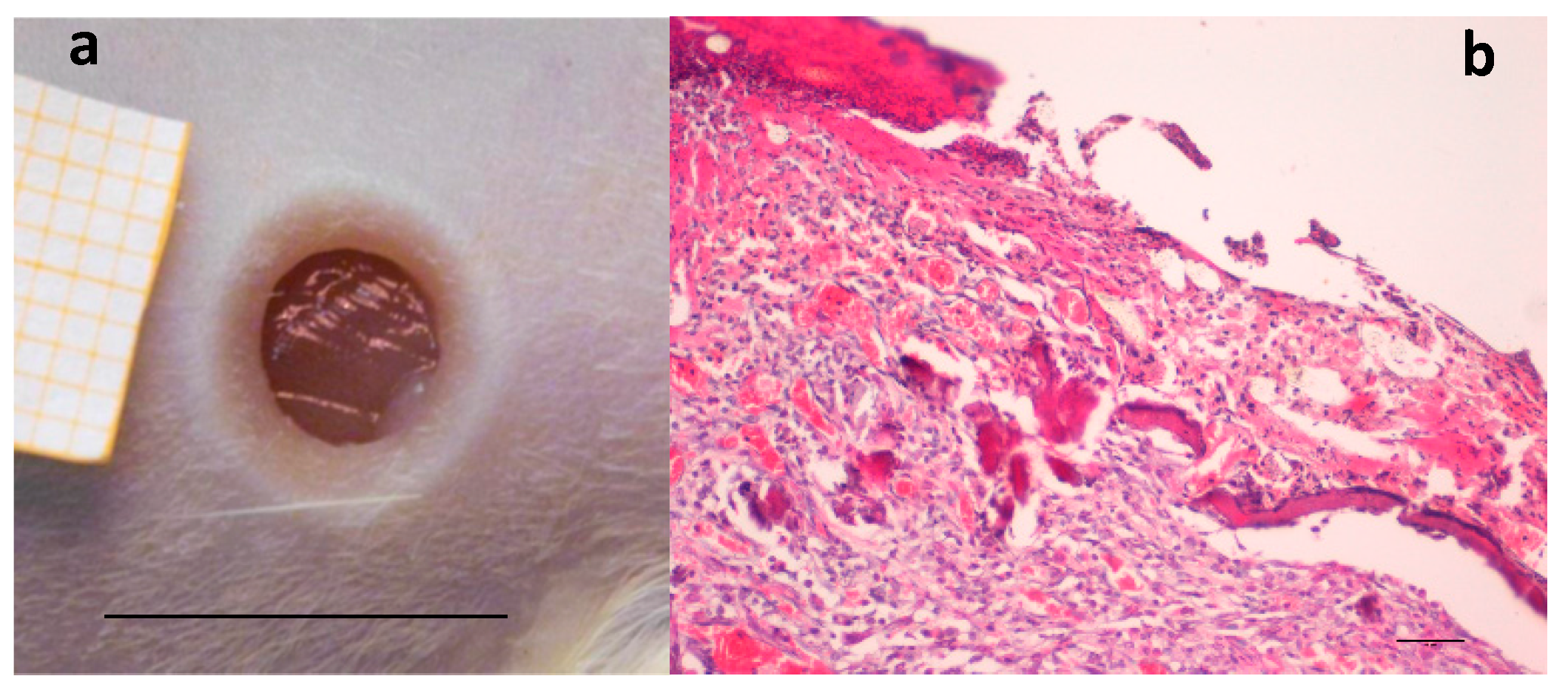 Marinedrugs 16 00056 g001