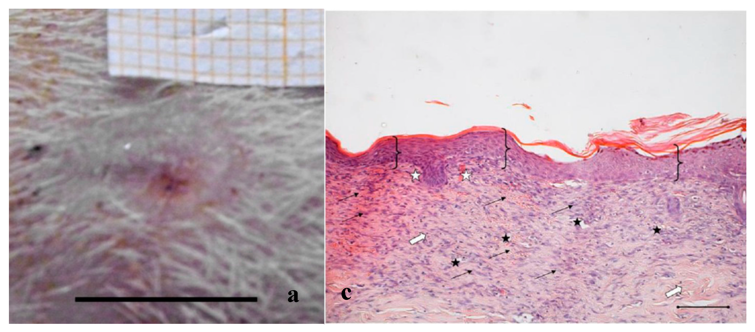 Marinedrugs 16 00056 g003a