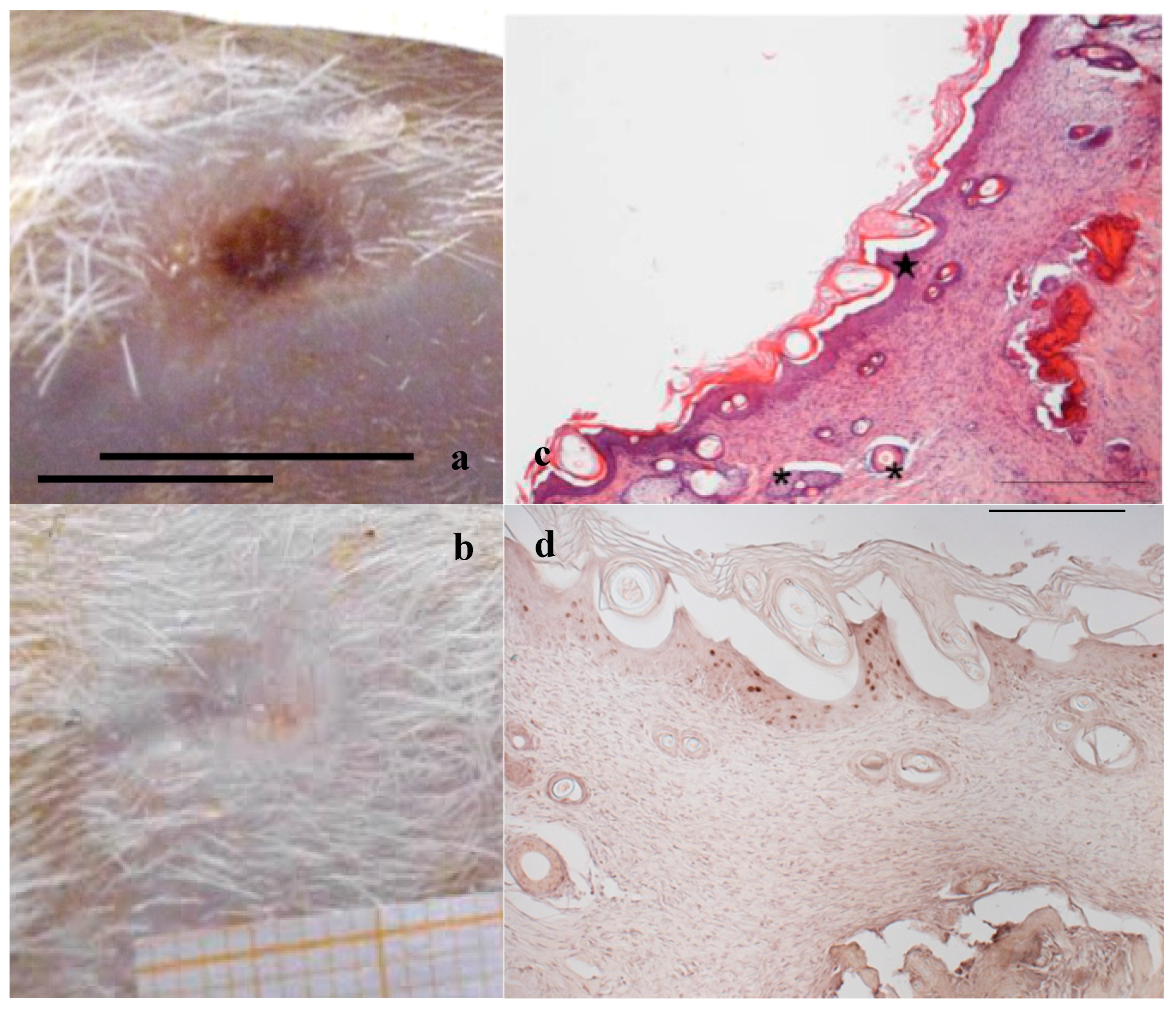 Marinedrugs 16 00056 g004