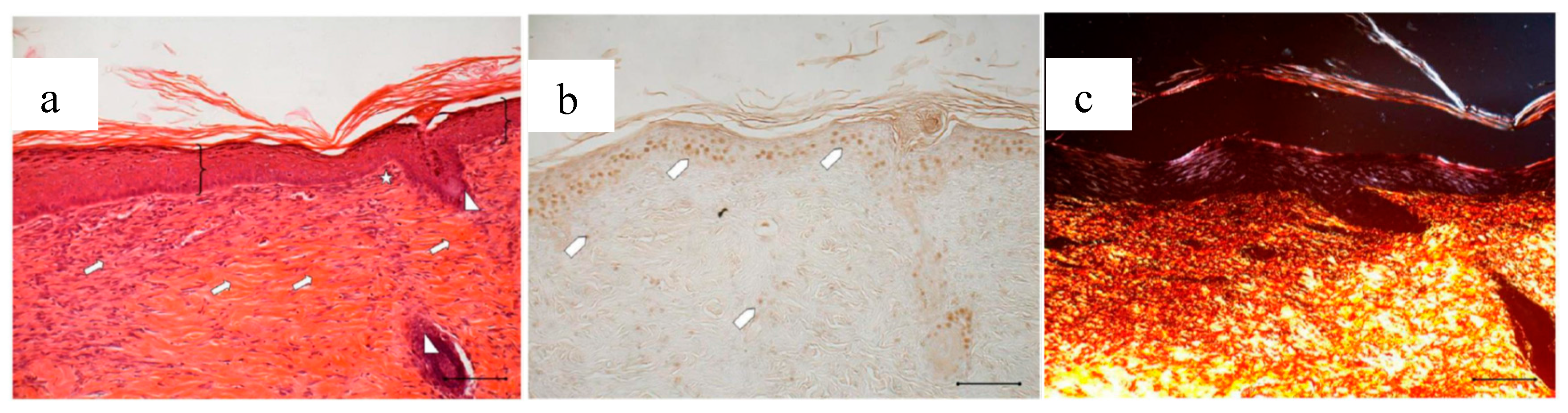 Marinedrugs 16 00056 g015