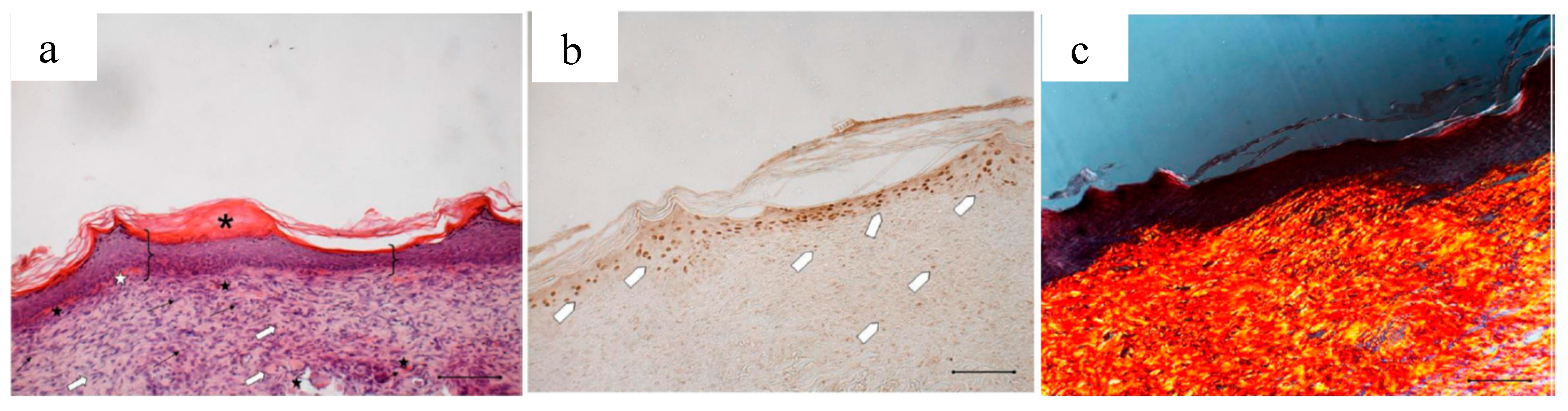 Marinedrugs 16 00056 g016