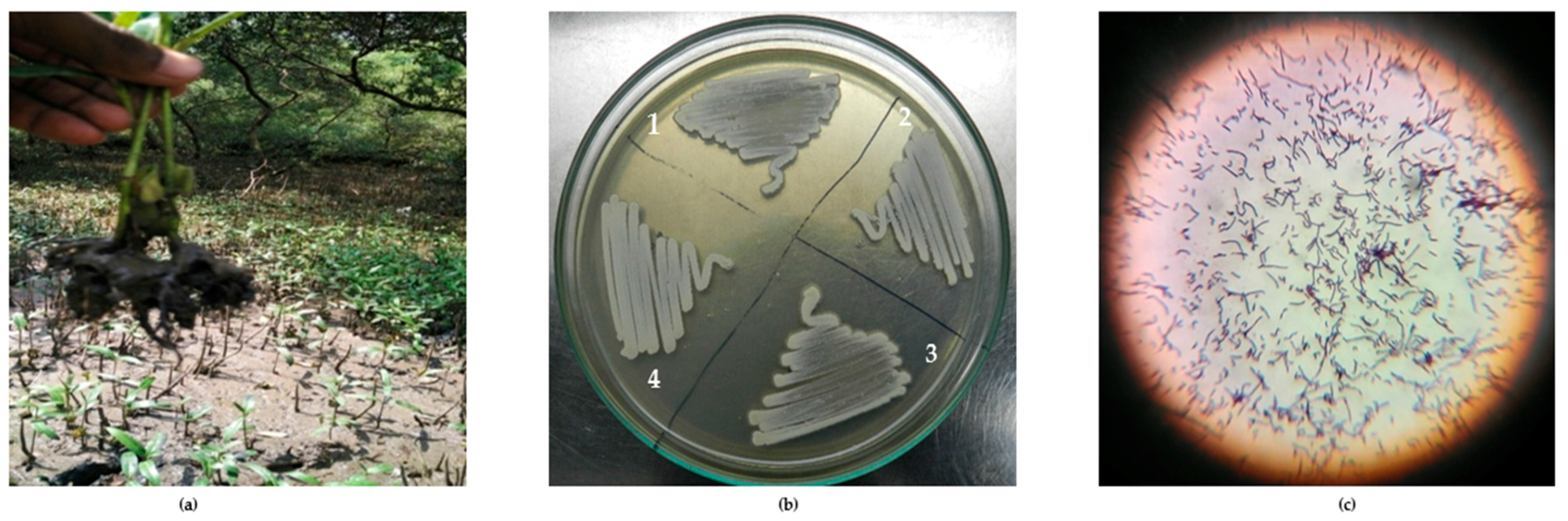 Marinedrugs 16 00060 g001