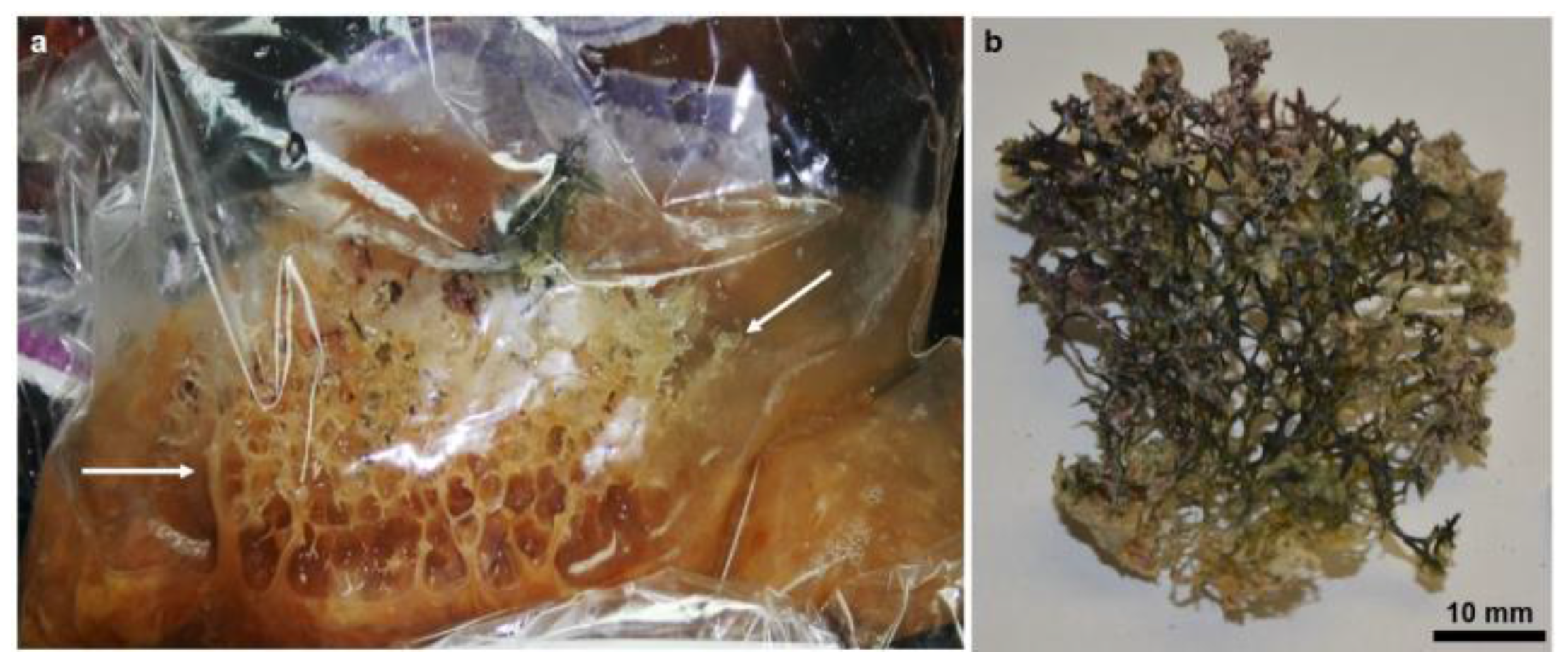 Marinedrugs 16 00068 g001