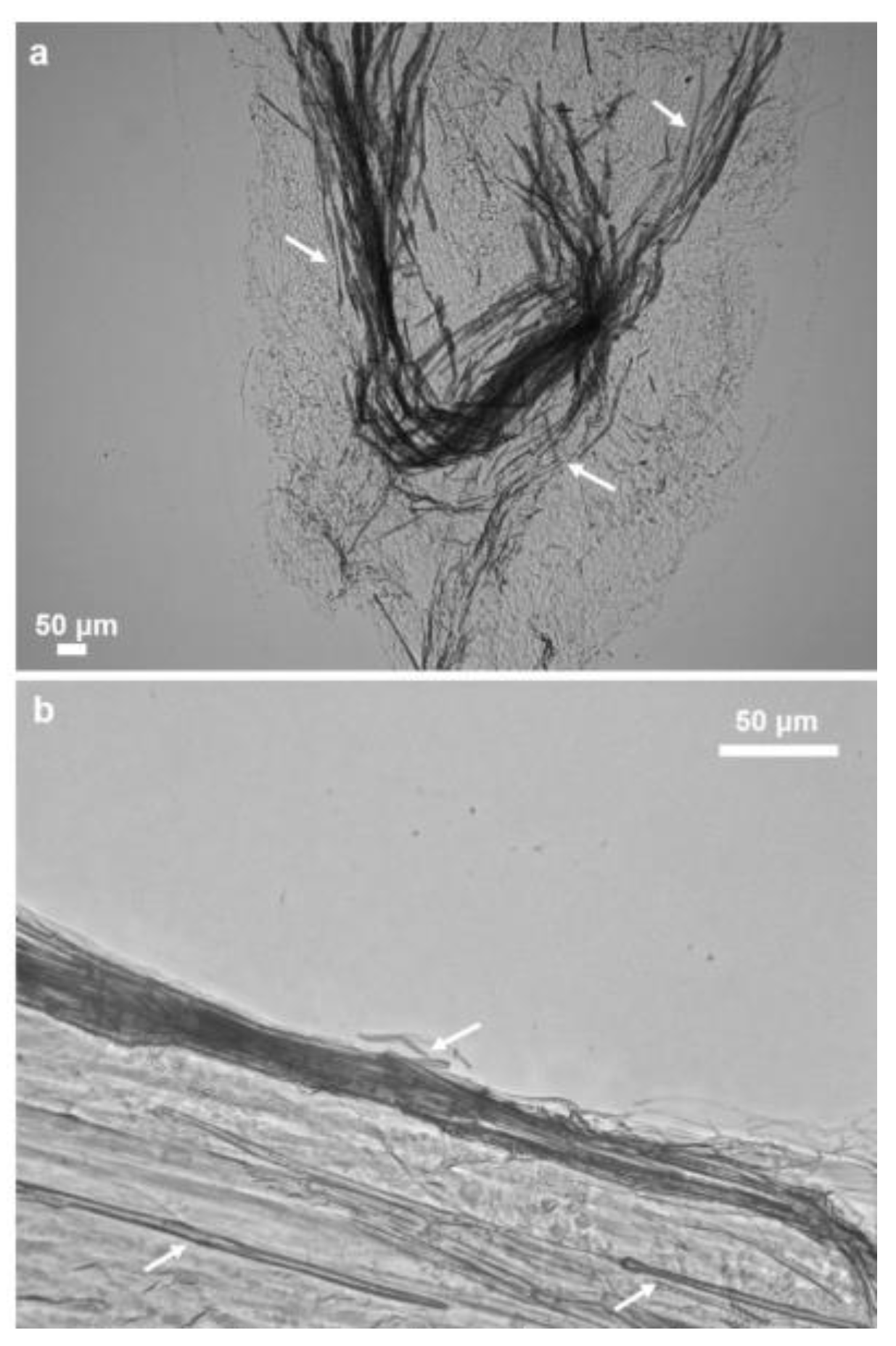 Marinedrugs 16 00068 g004