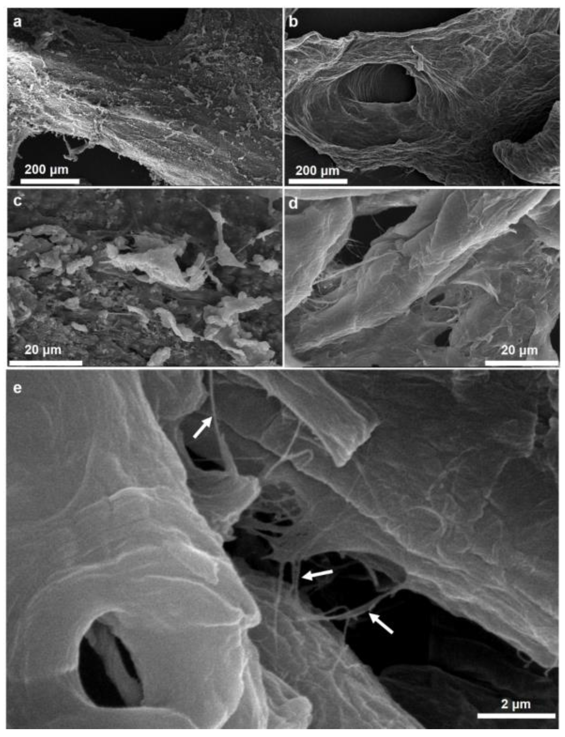 Marinedrugs 16 00068 g007