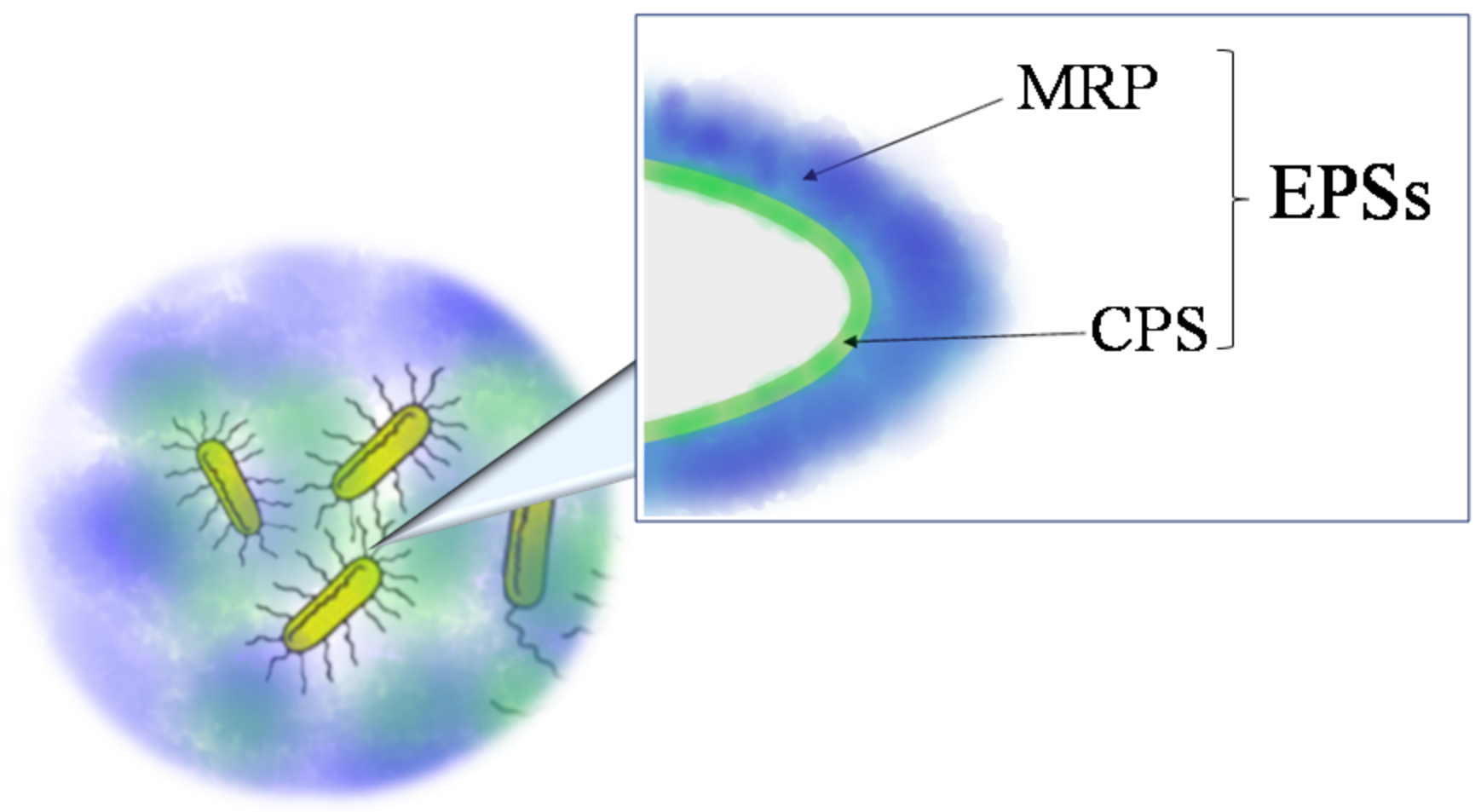 Marinedrugs 16 00069 g001 Marinedrugs 16 00069 g001