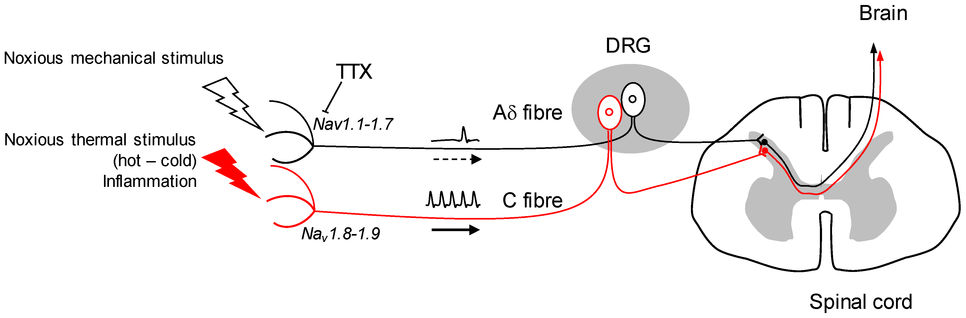 Marinedrugs 16 00072 g001