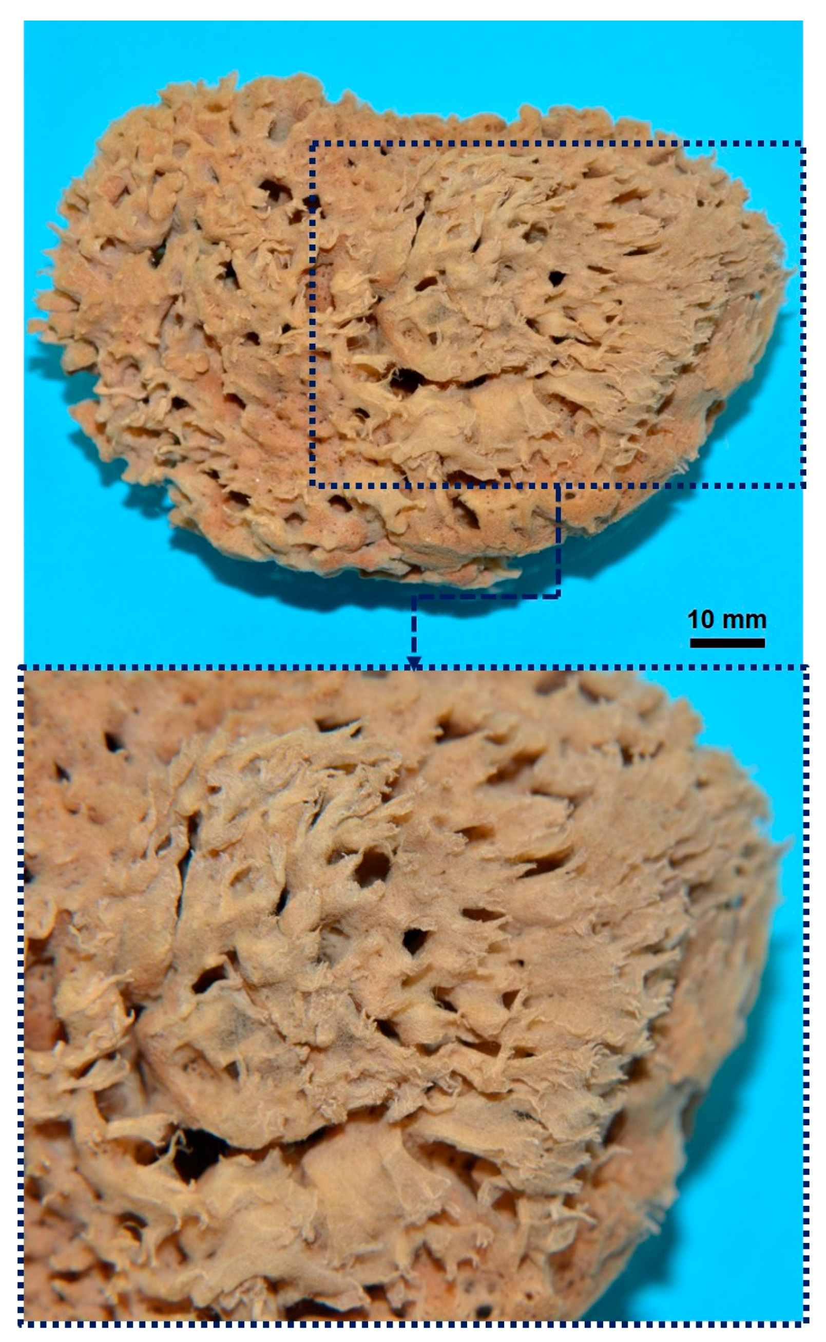 Marinedrugs 16 00088 g002 Marinedrugs 16 00088 g002