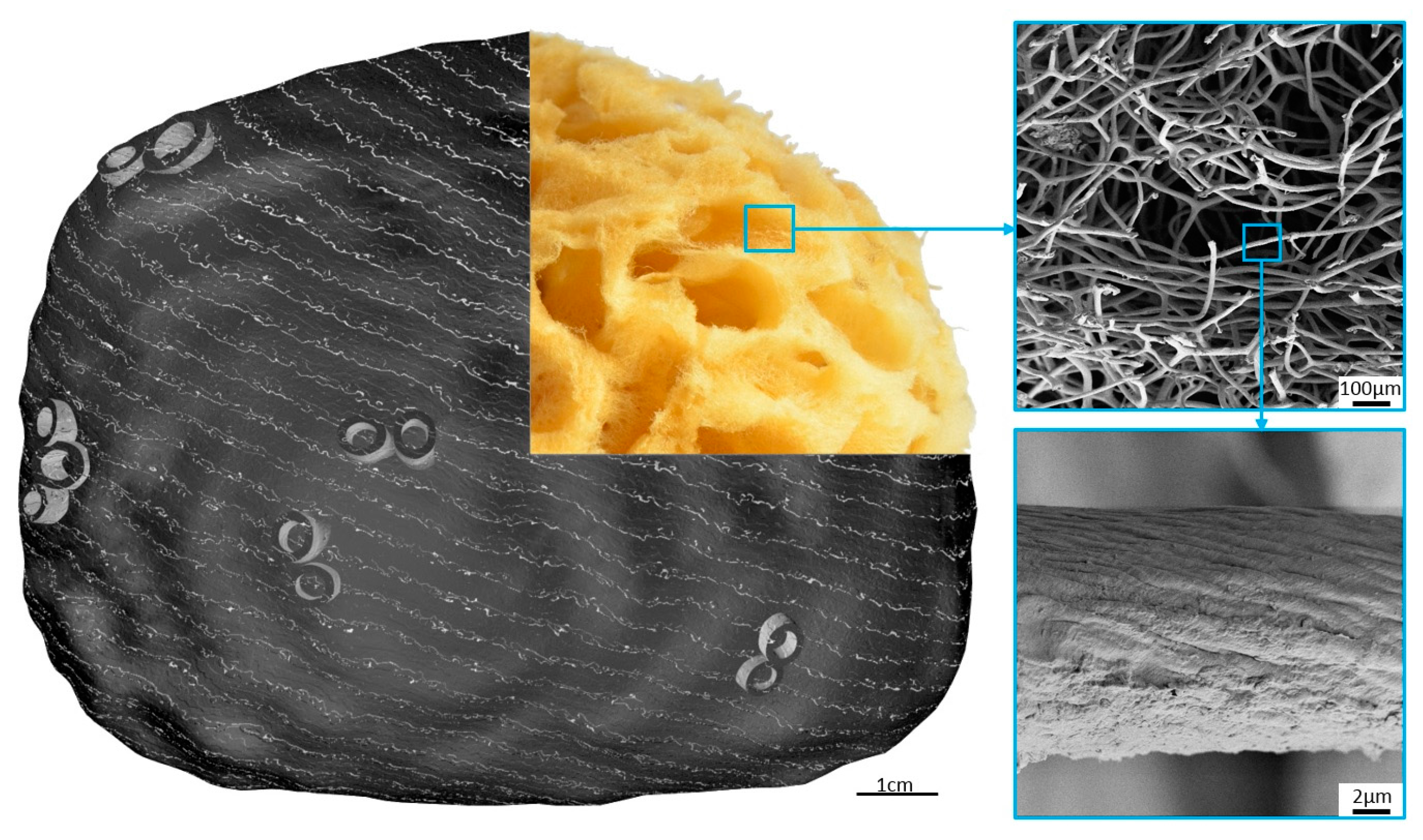 Marinedrugs 16 00088 g003 Marinedrugs 16 00088 g003