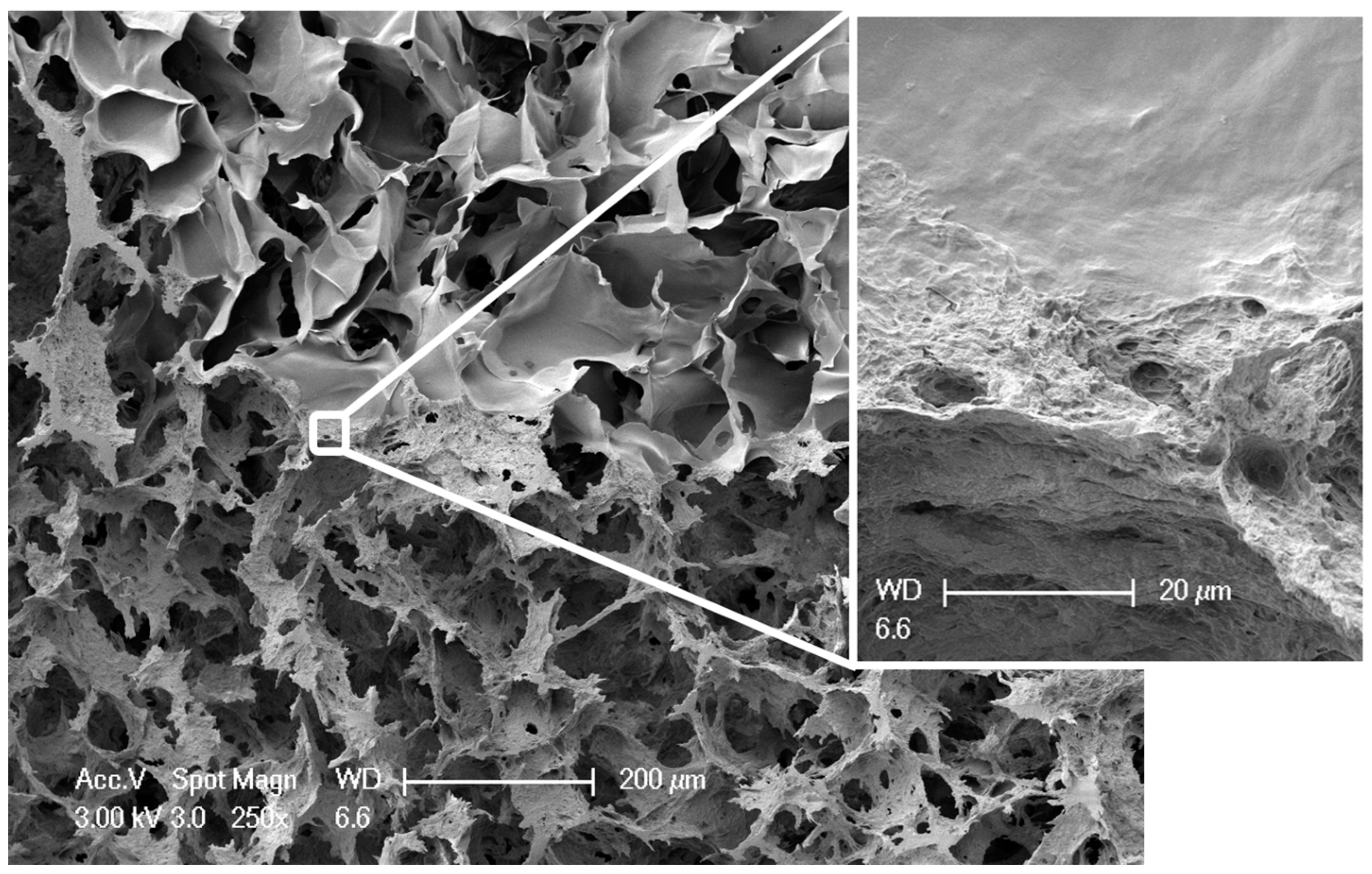 Marinedrugs 16 00091 g002