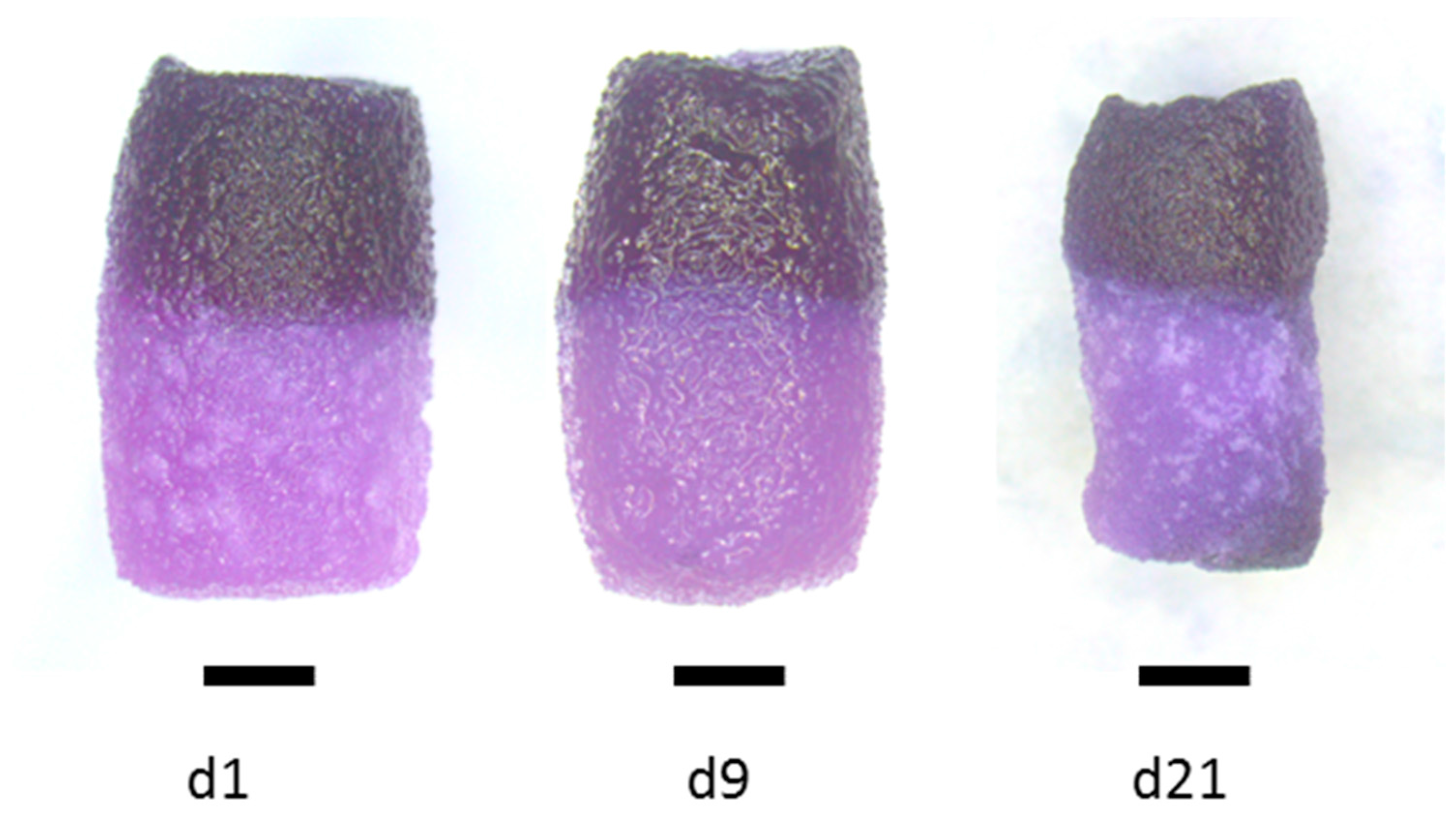 Marinedrugs 16 00091 g006