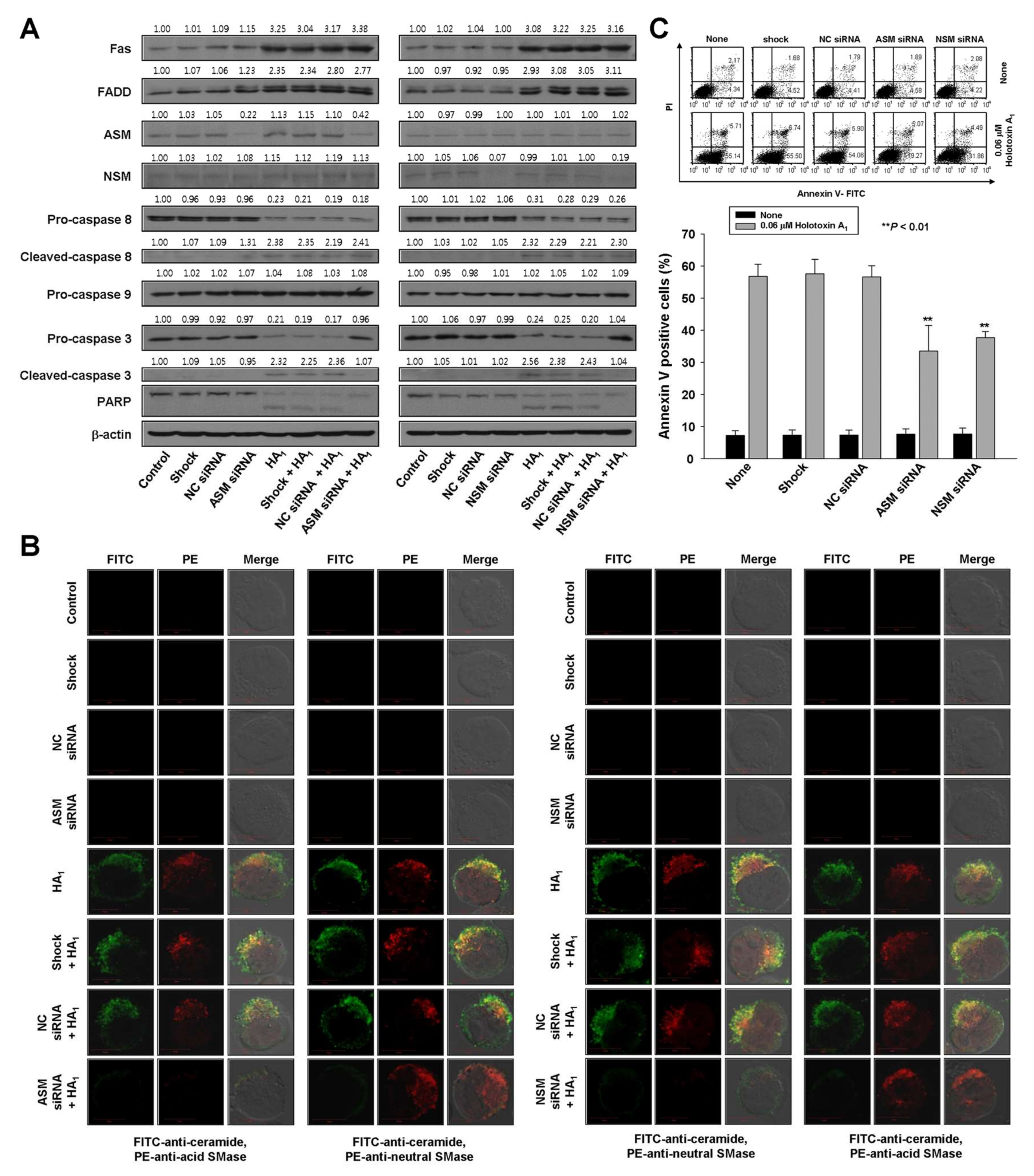 Marinedrugs 16 00123 g004
