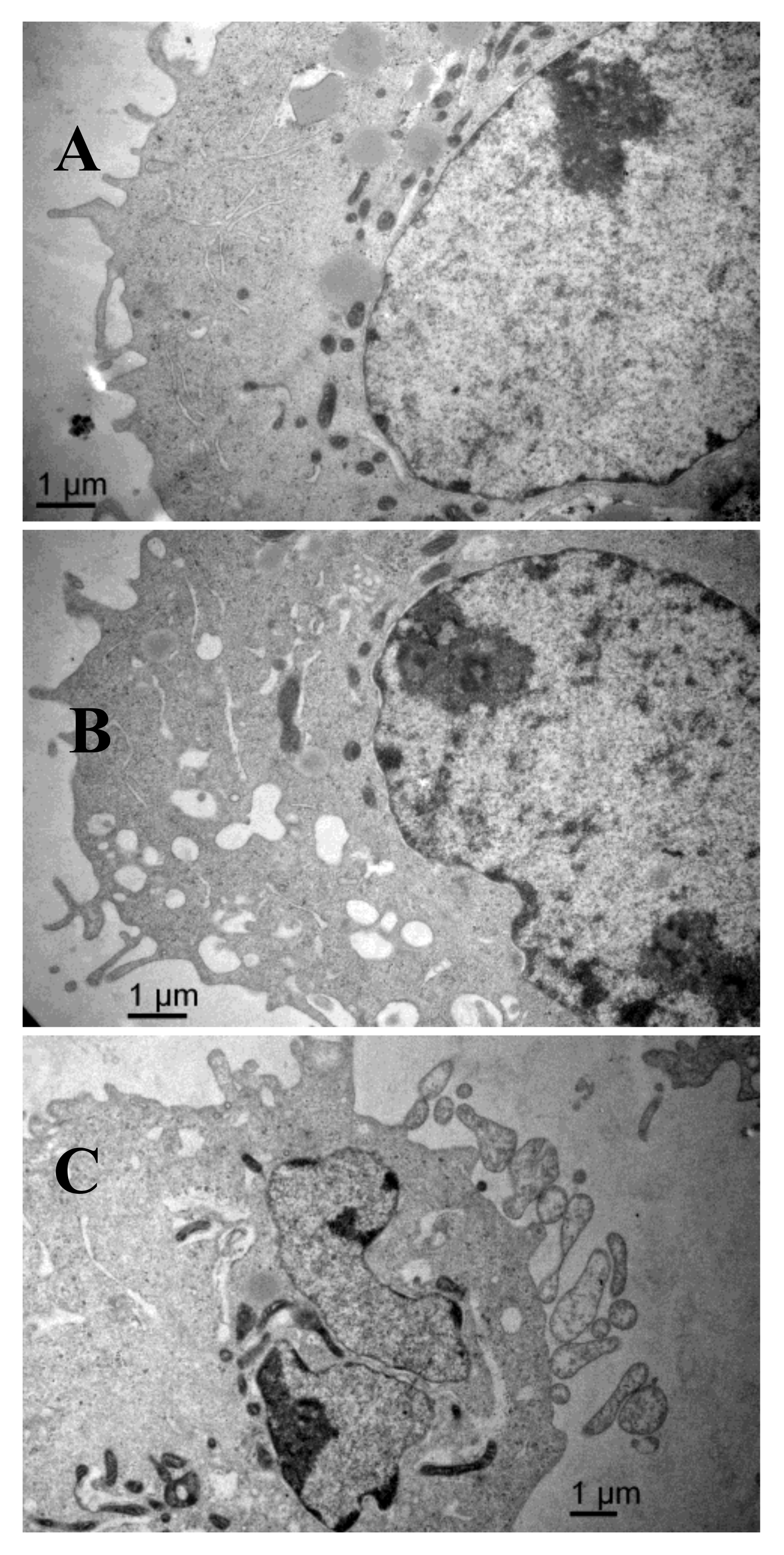 Marinedrugs 16 00125 g006