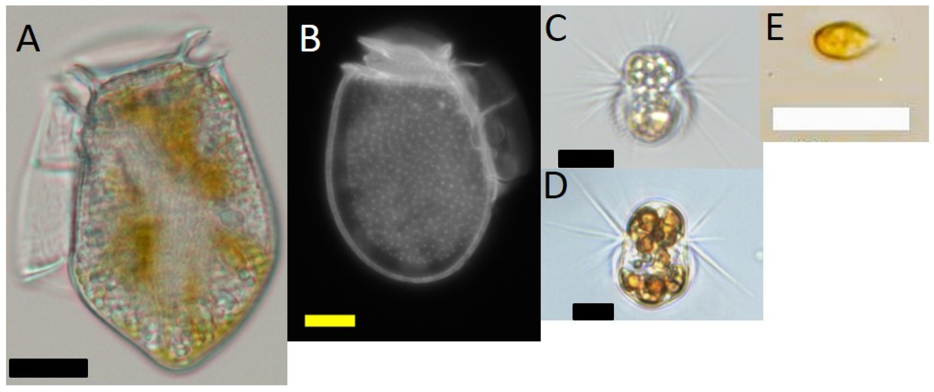 Marinedrugs 16 00143 g007