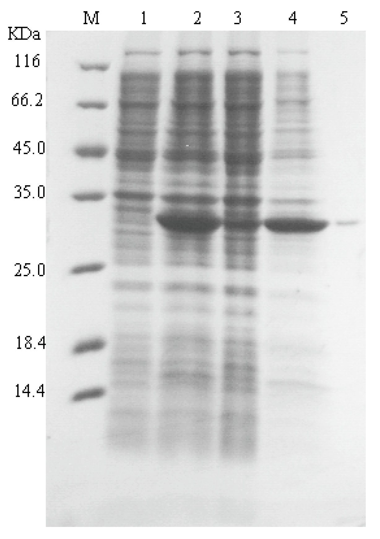 Marinedrugs 16 00158 g001