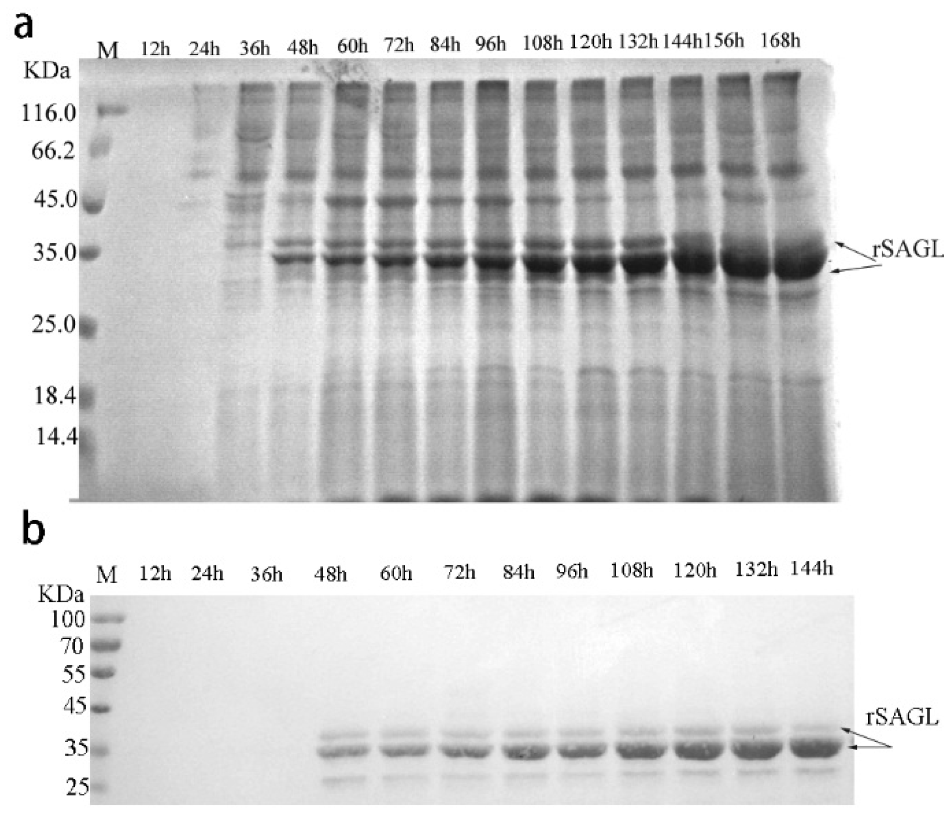 Marinedrugs 16 00158 g008