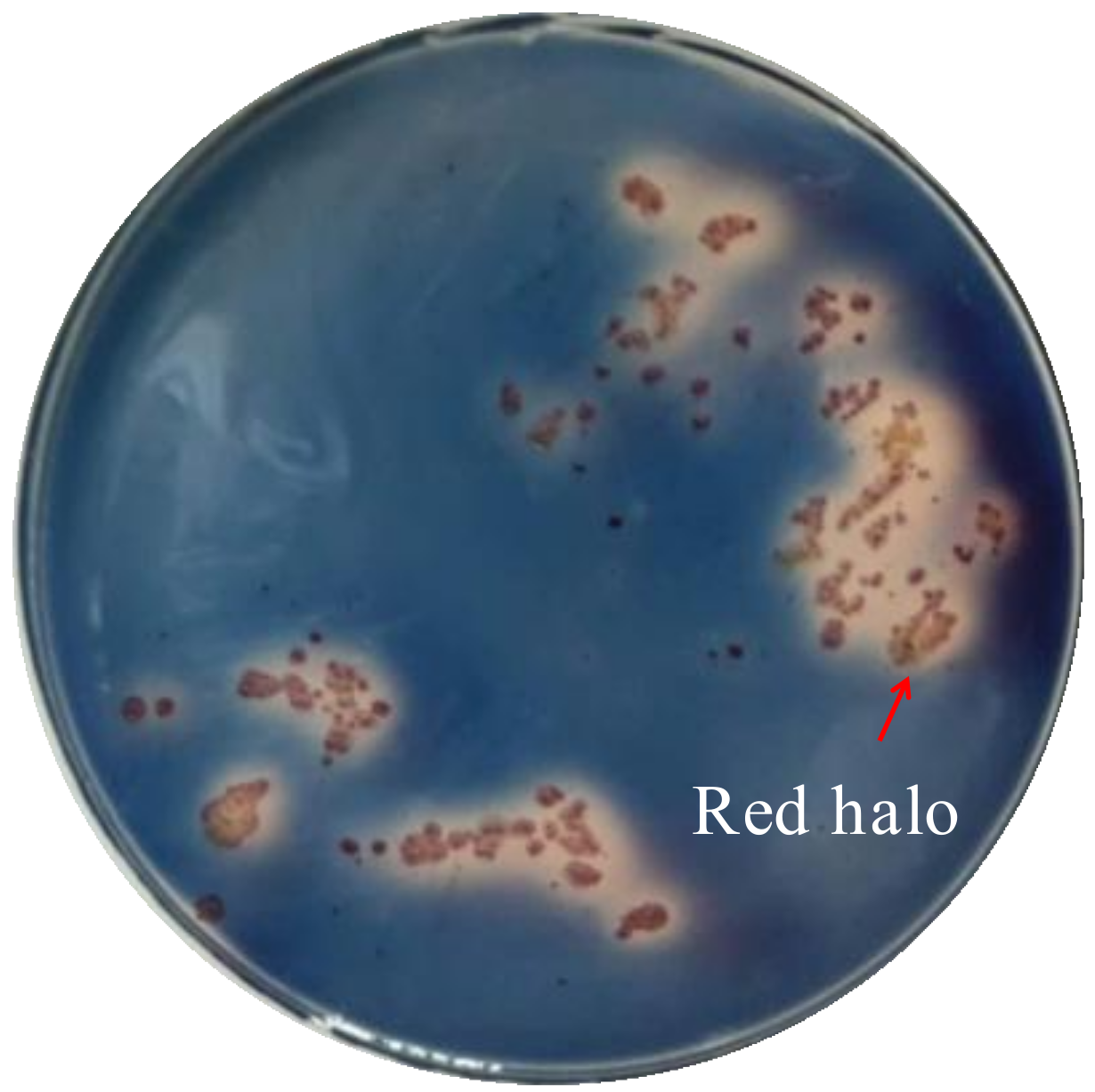 Marinedrugs 16 00199 g002