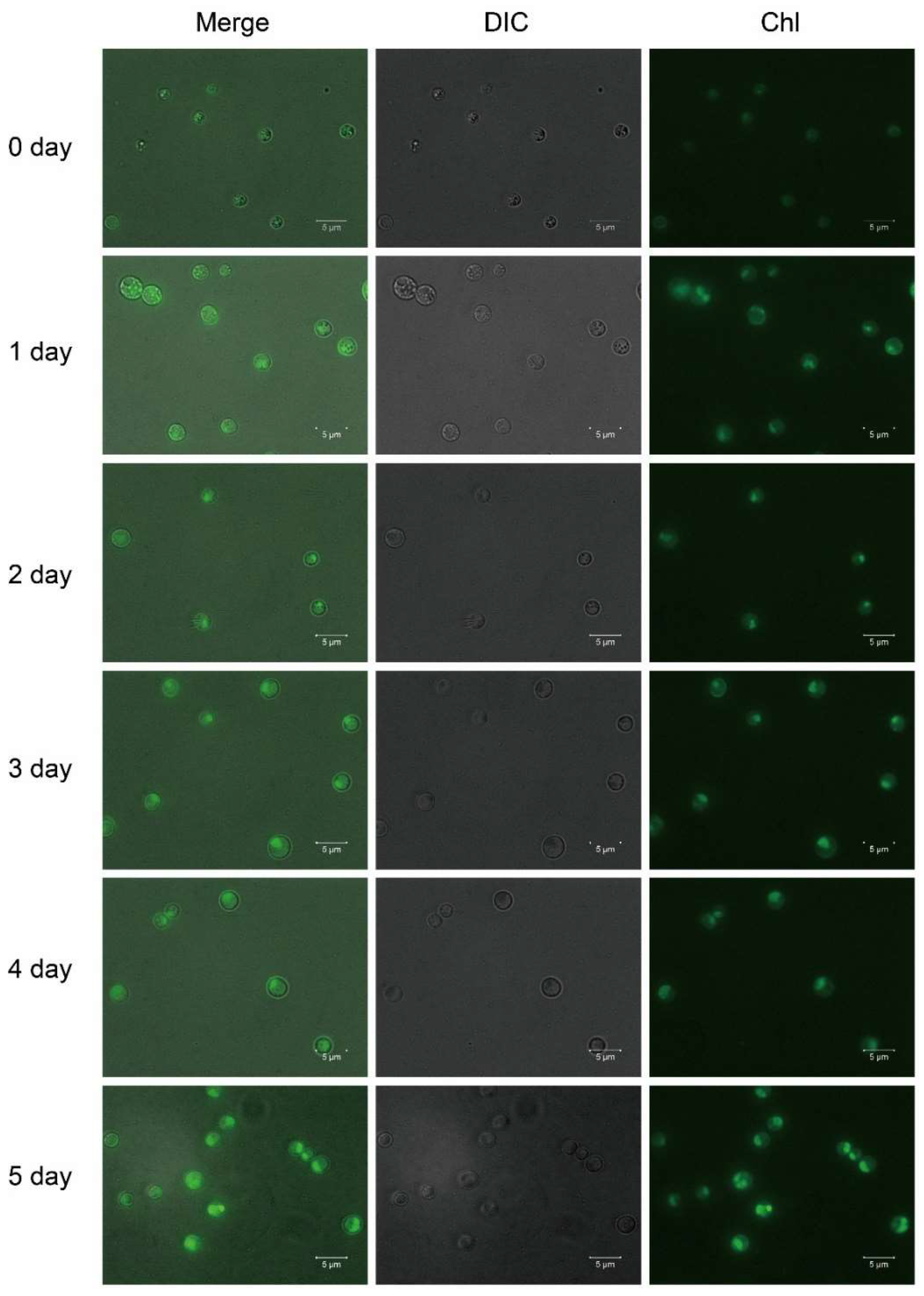 Marinedrugs 16 00283 g003