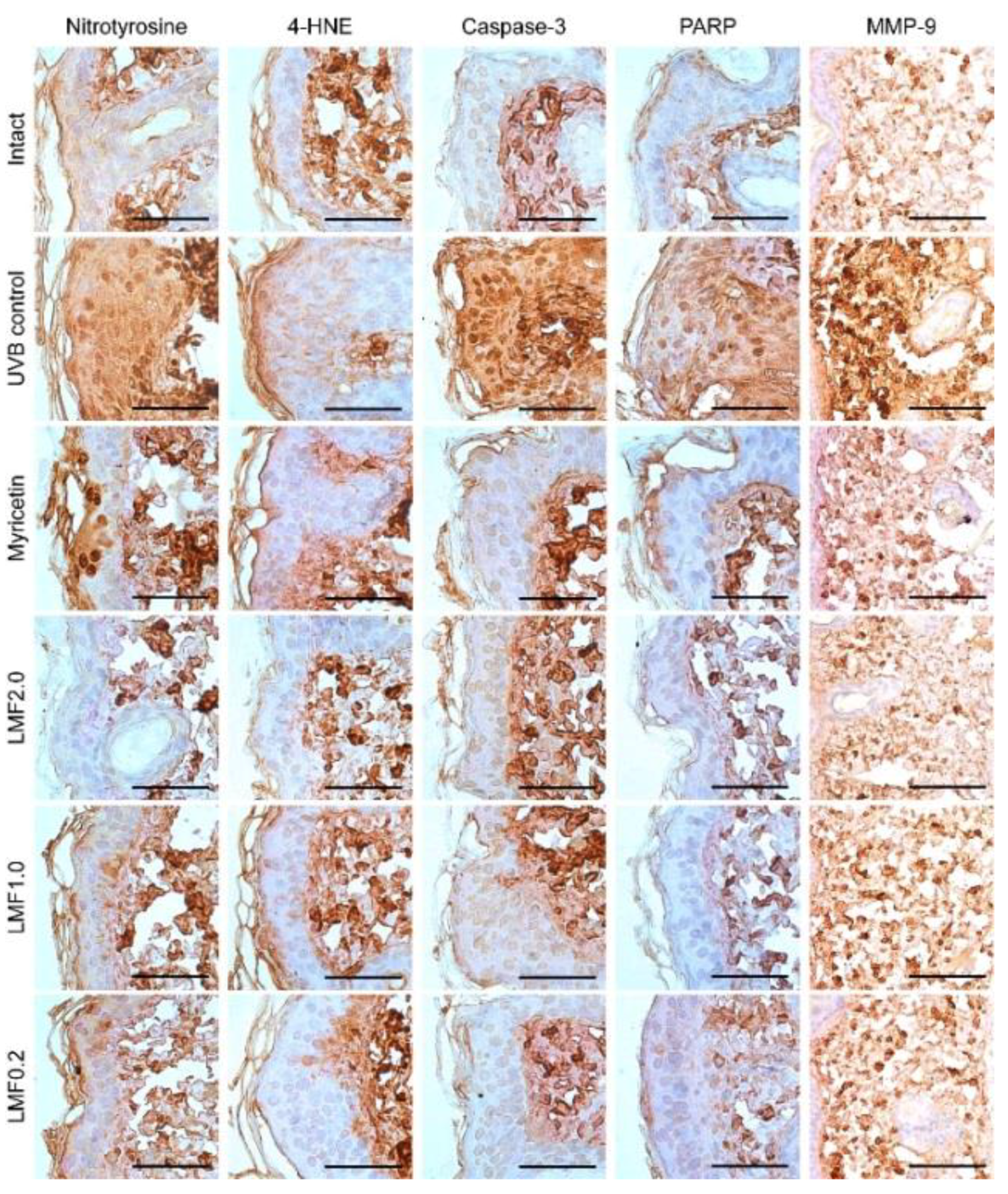 Marinedrugs 16 00286 g005