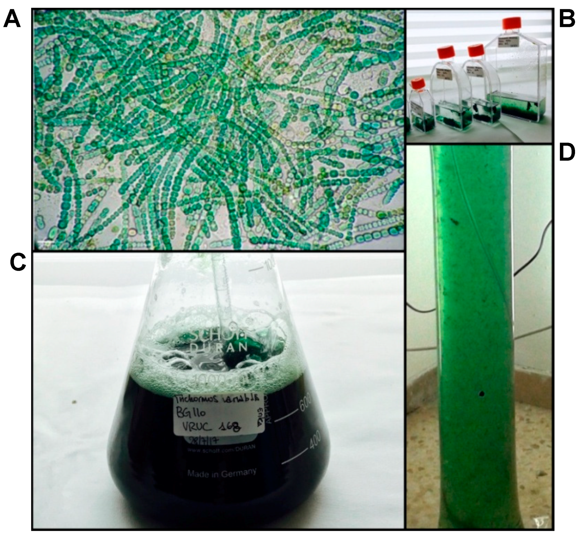 Marinedrugs 16 00298 g001