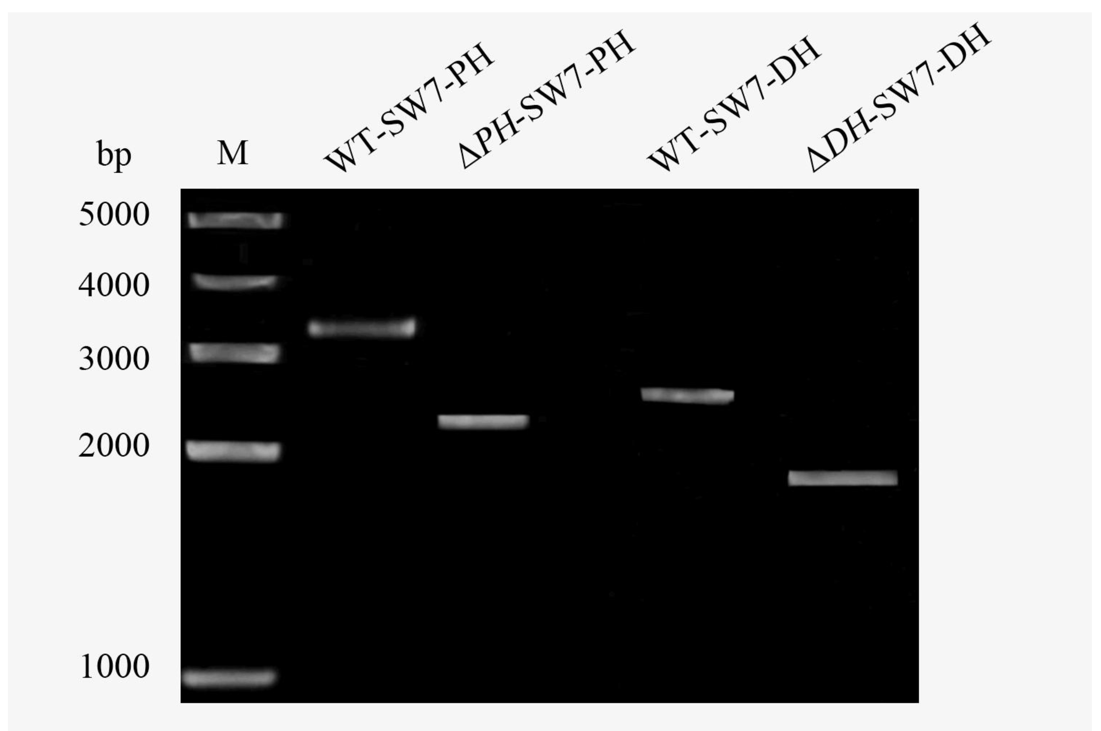 Marinedrugs 16 00310 g006