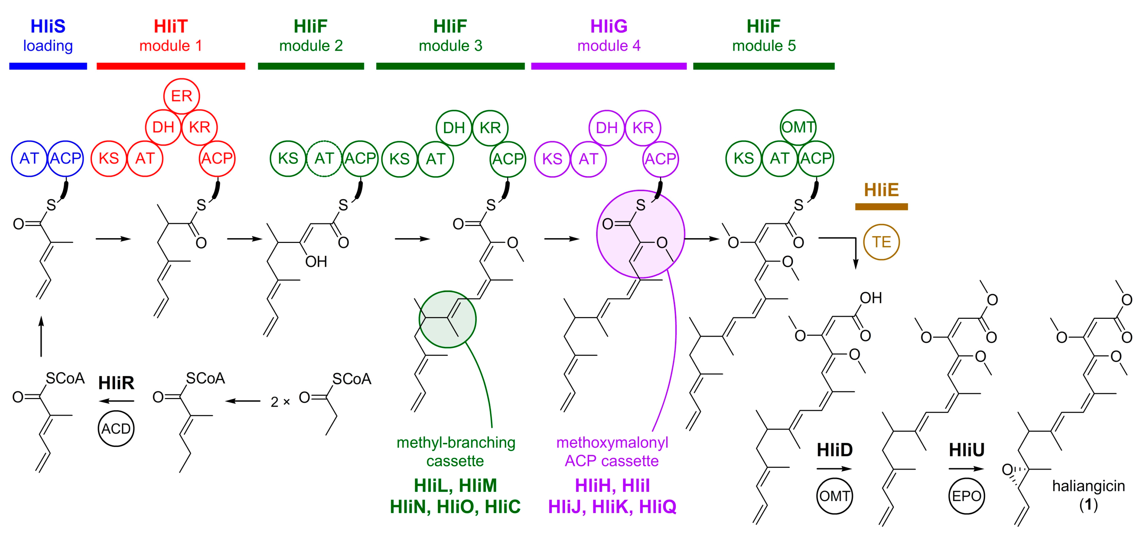 Marinedrugs 16 00314 g003