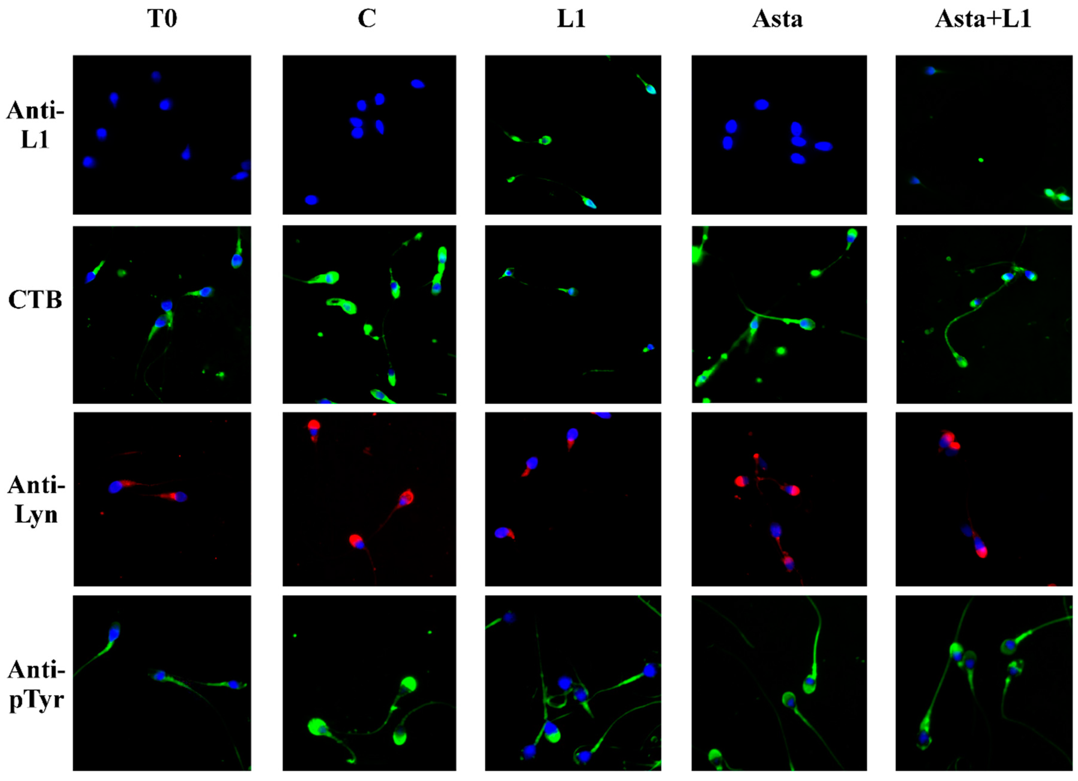 Marinedrugs 16 00427 g002 Marinedrugs 16 00427 g002