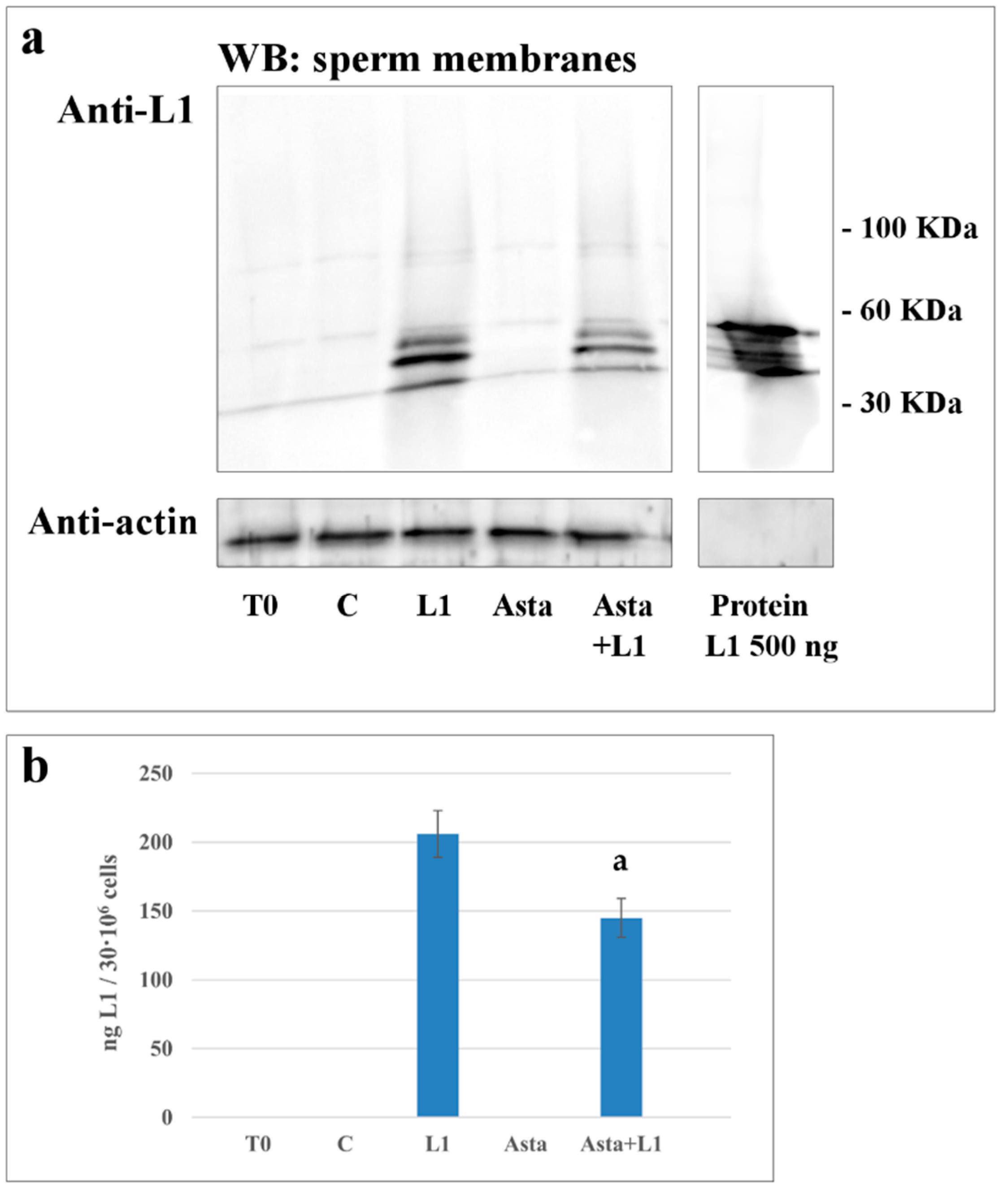 Marinedrugs 16 00427 g003 Marinedrugs 16 00427 g003