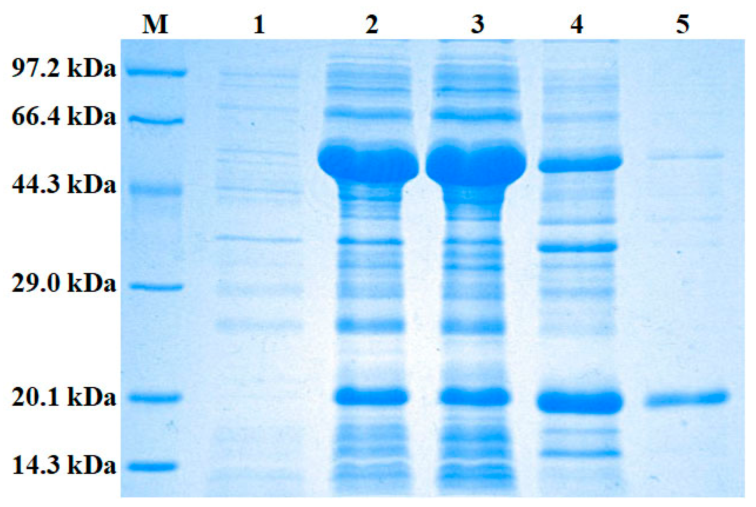 Marinedrugs 16 00477 g005