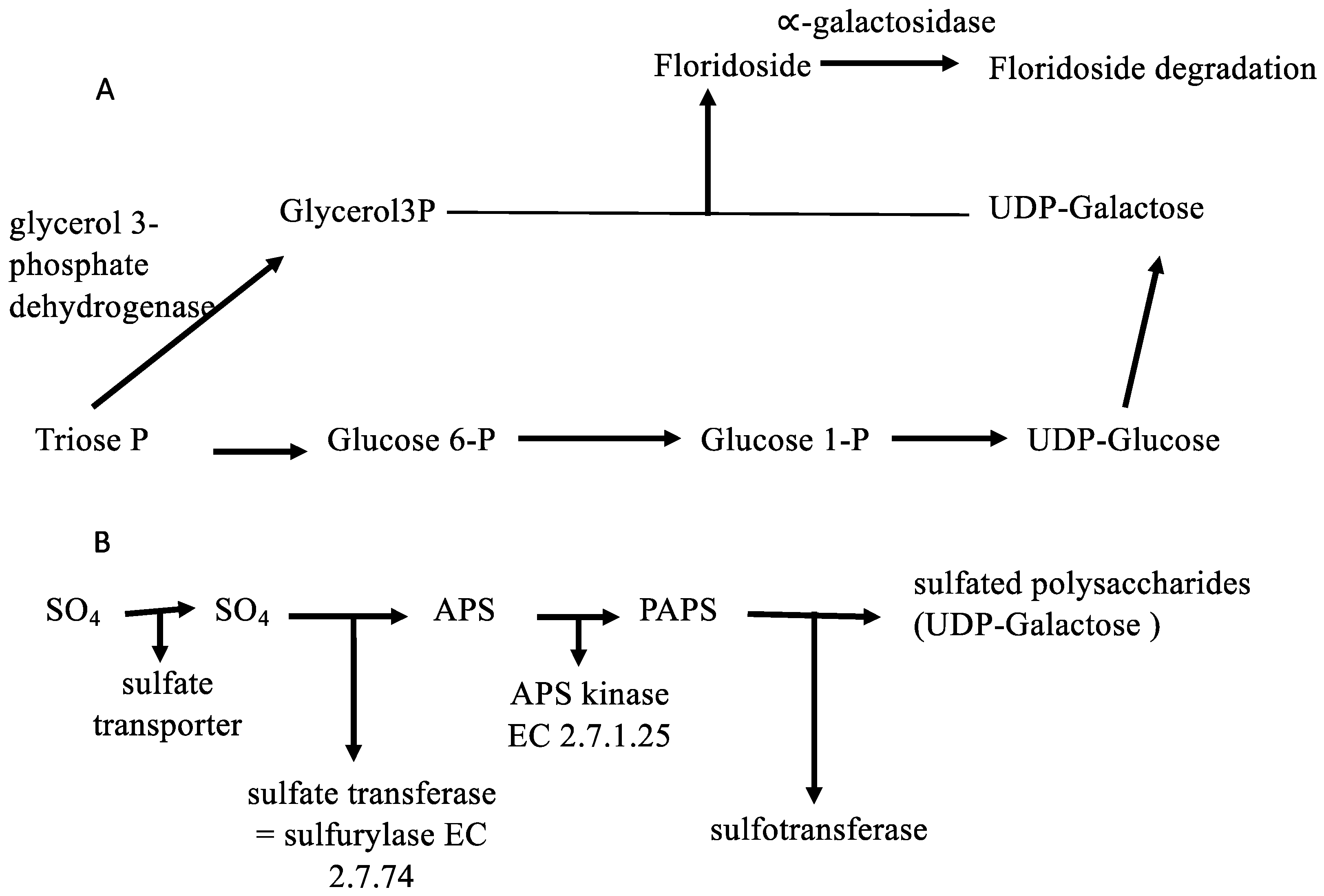 Marinedrugs 16 00490 g002