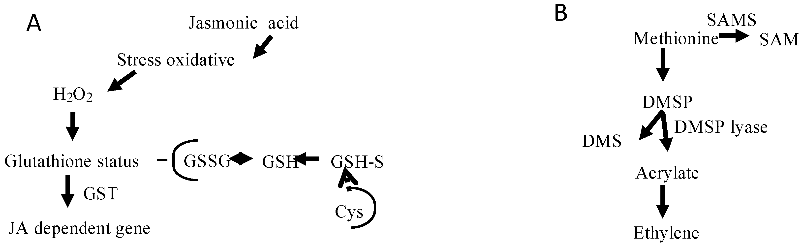 Marinedrugs 16 00490 g004