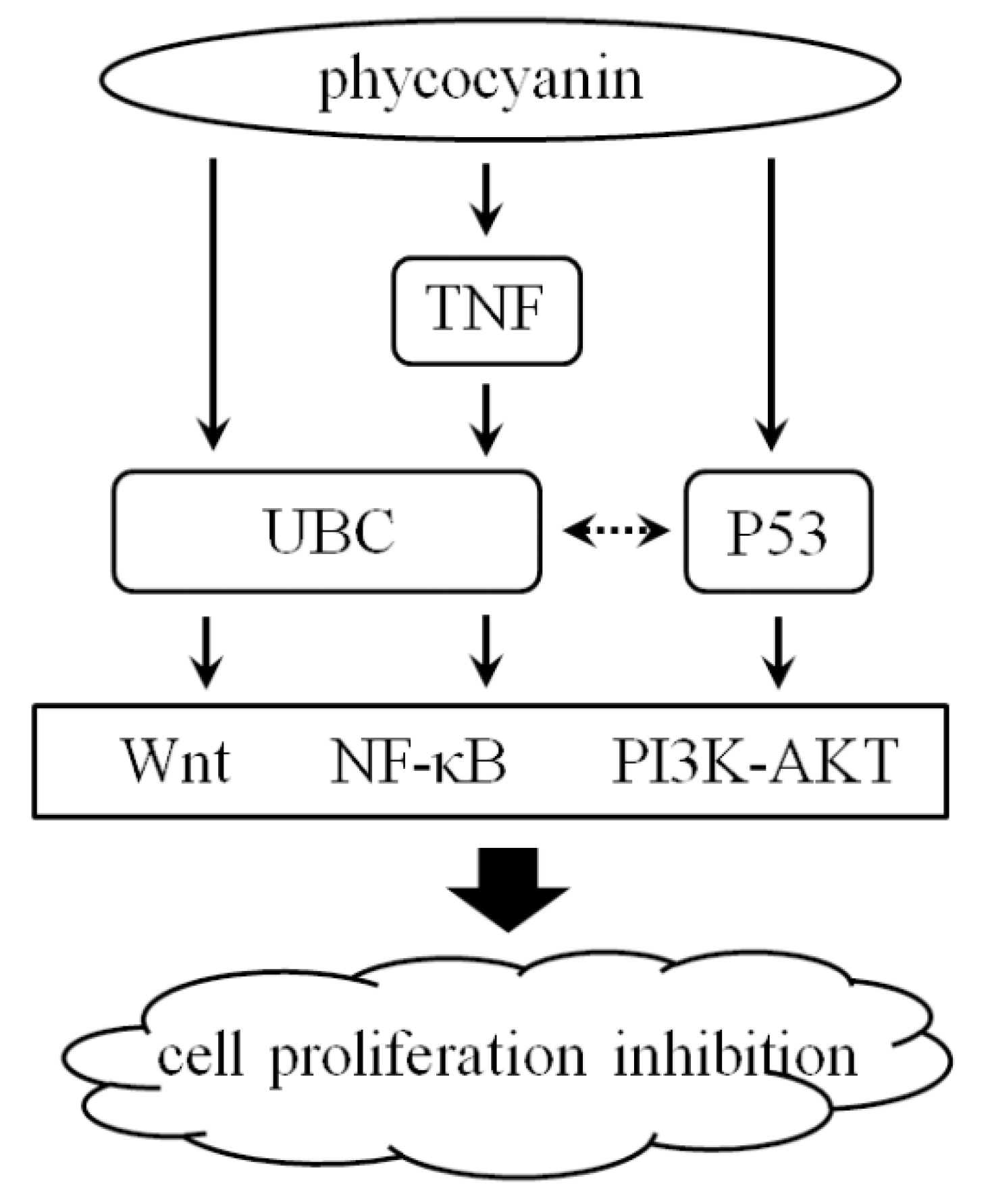 Marinedrugs 16 00511 g008