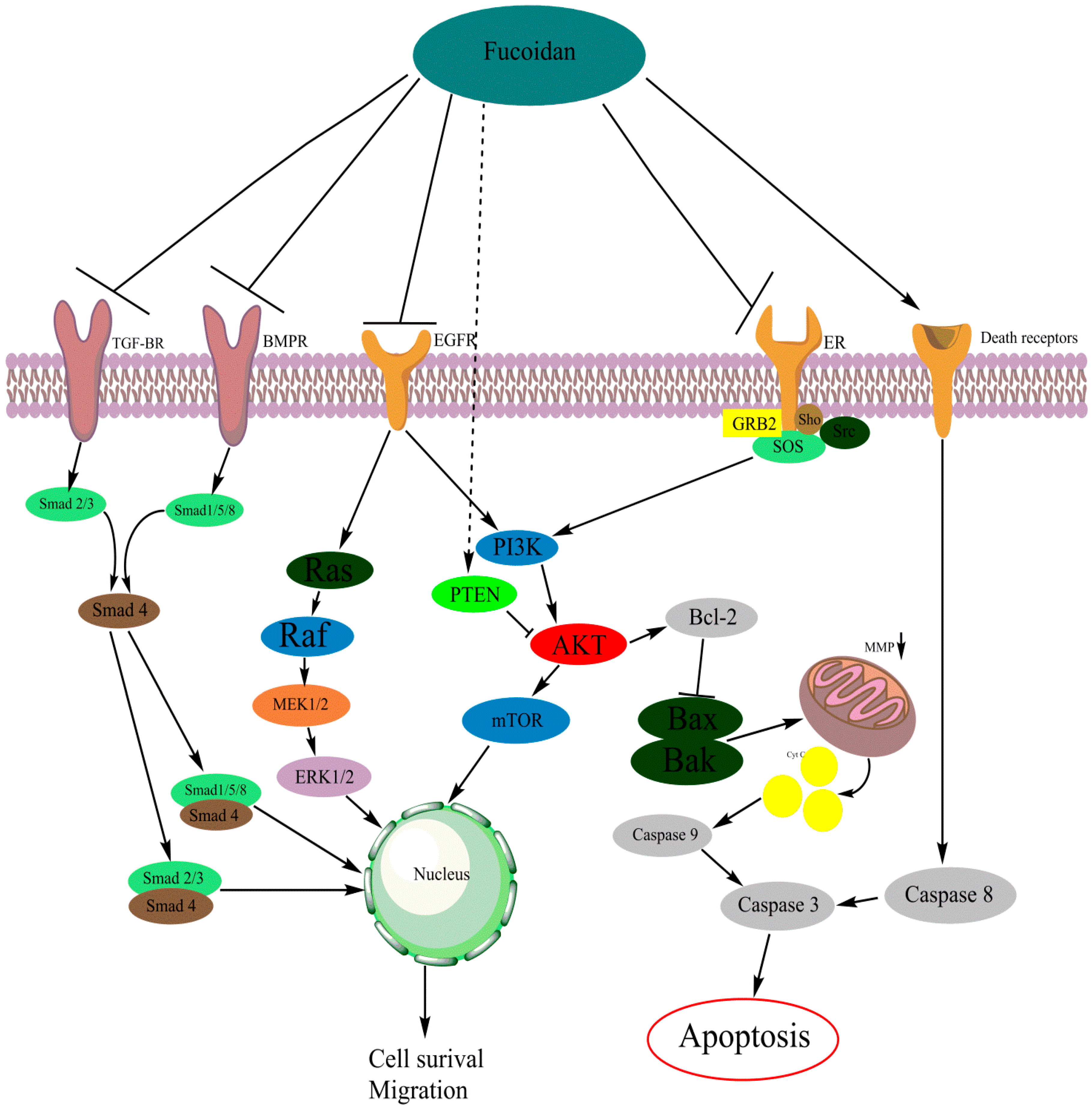 Marinedrugs 17 00032 g002 Marinedrugs 17 00032 g002