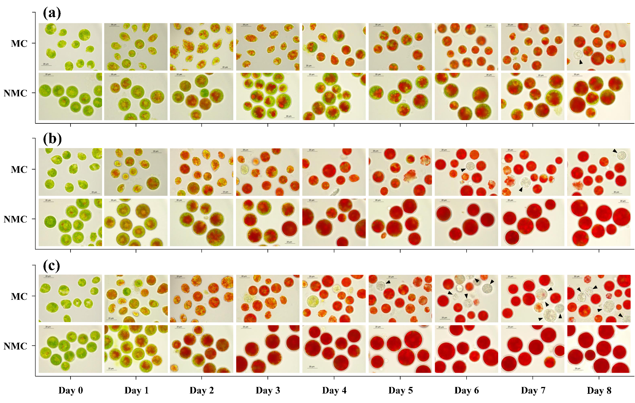 Marinedrugs 17 00039 g003