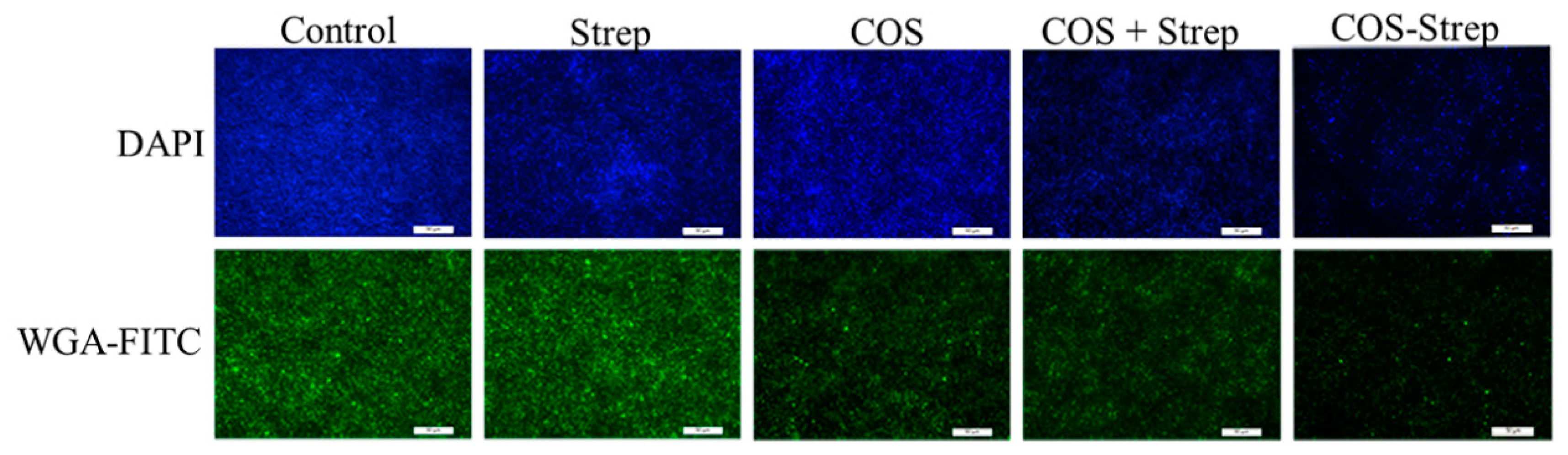 Marinedrugs 17 00043 g007