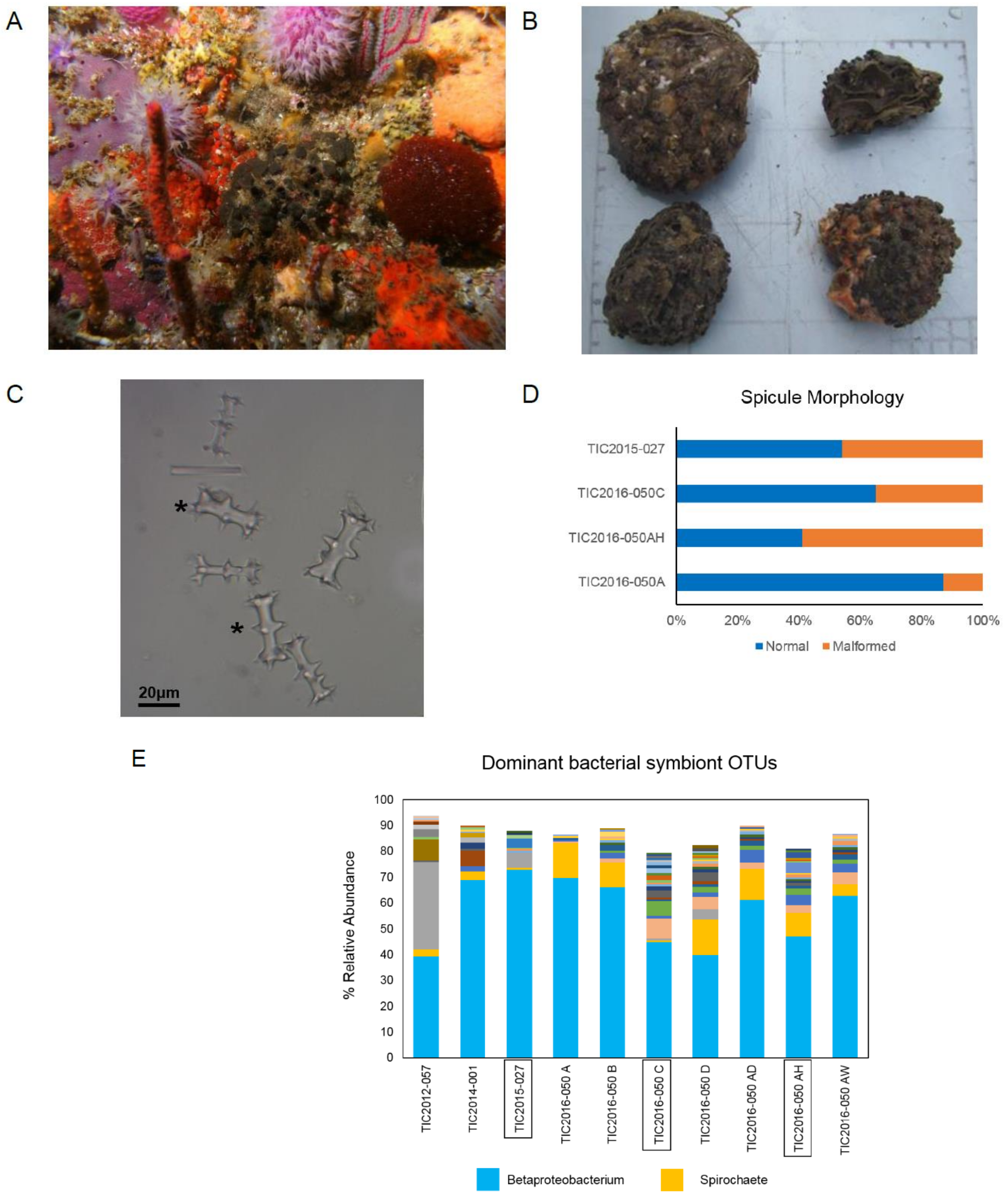 Marinedrugs 17 00060 g001