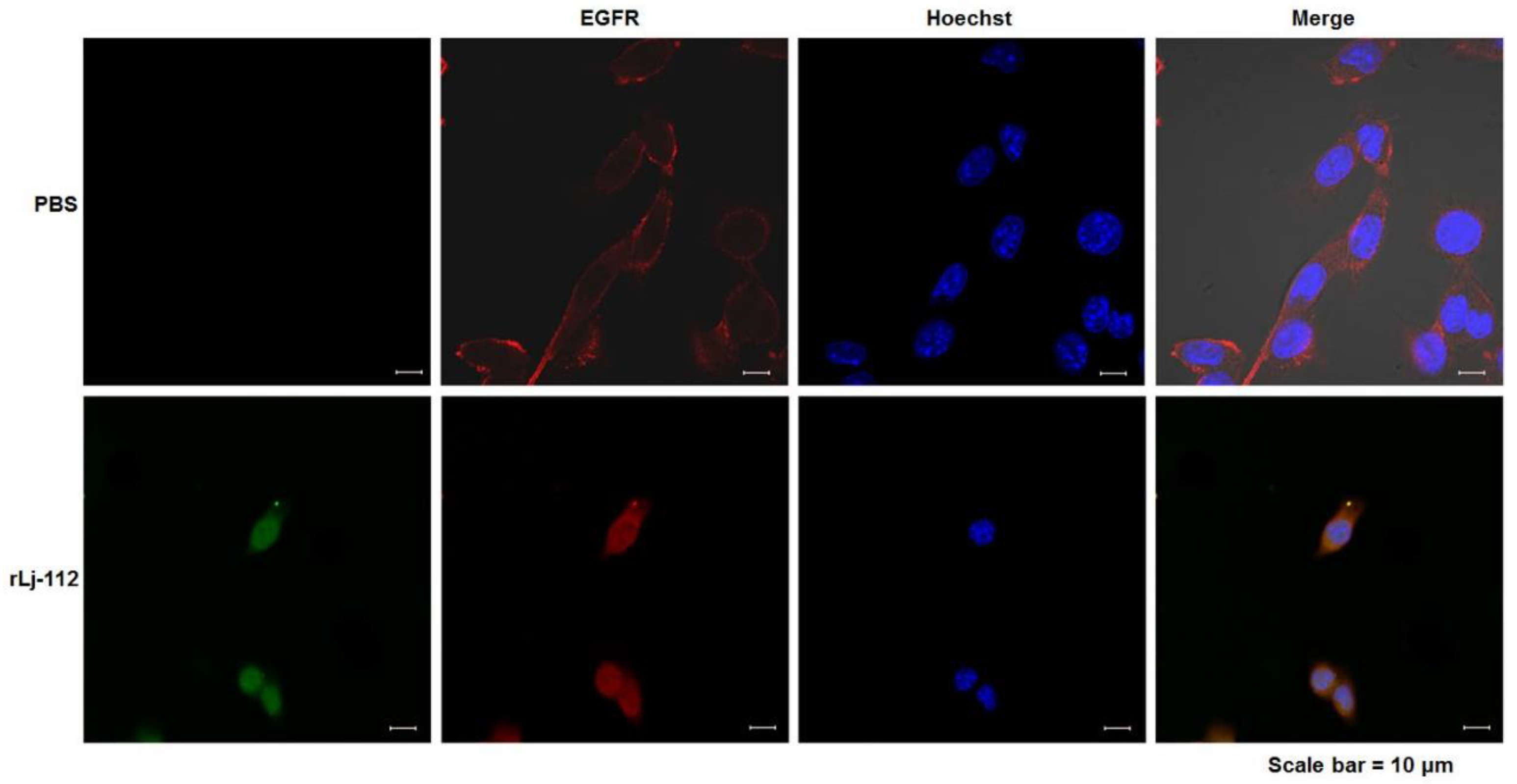 Marinedrugs 17 00075 g006