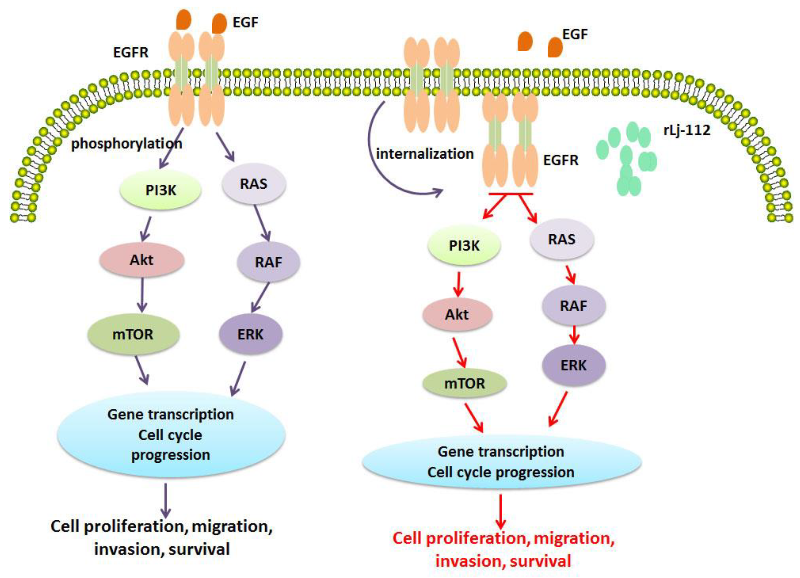 Marinedrugs 17 00075 g009
