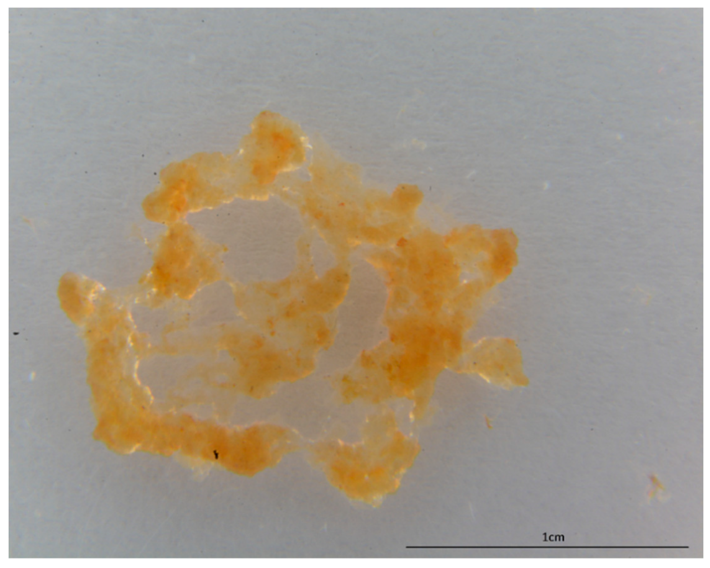 Marinedrugs 17 00092 g002