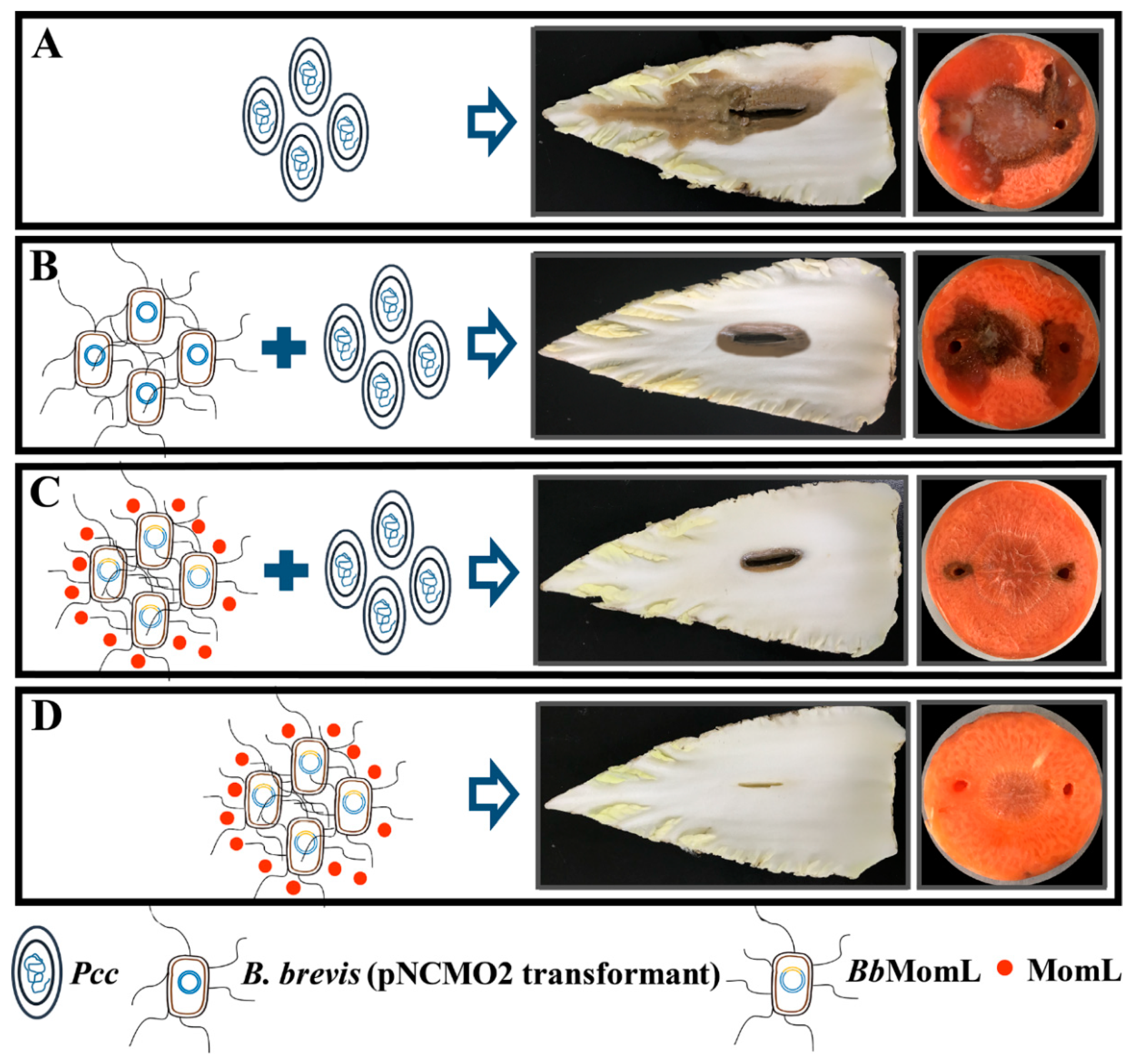 Marinedrugs 17 00128 g008