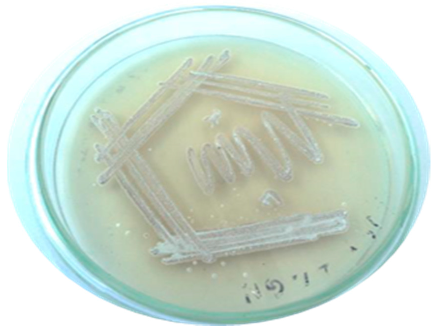 Marinedrugs 17 00164 g002