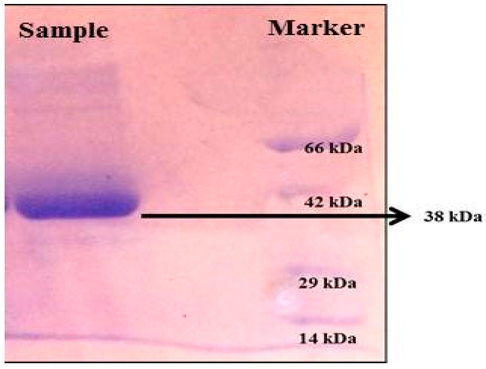 Marinedrugs 17 00164 g007