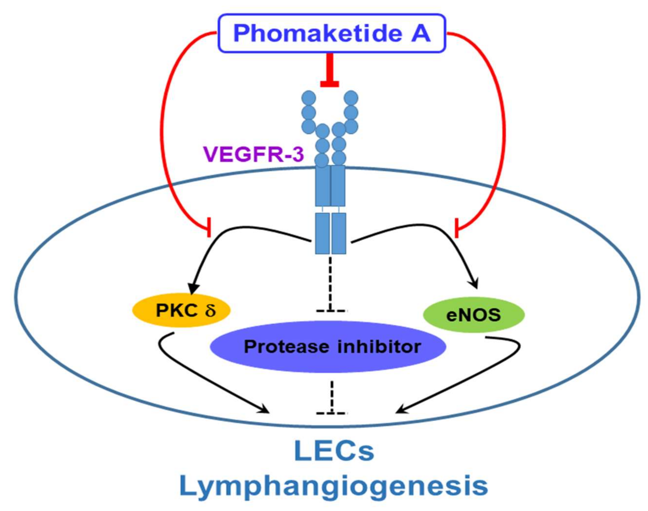 Marinedrugs 17 00215 g007
