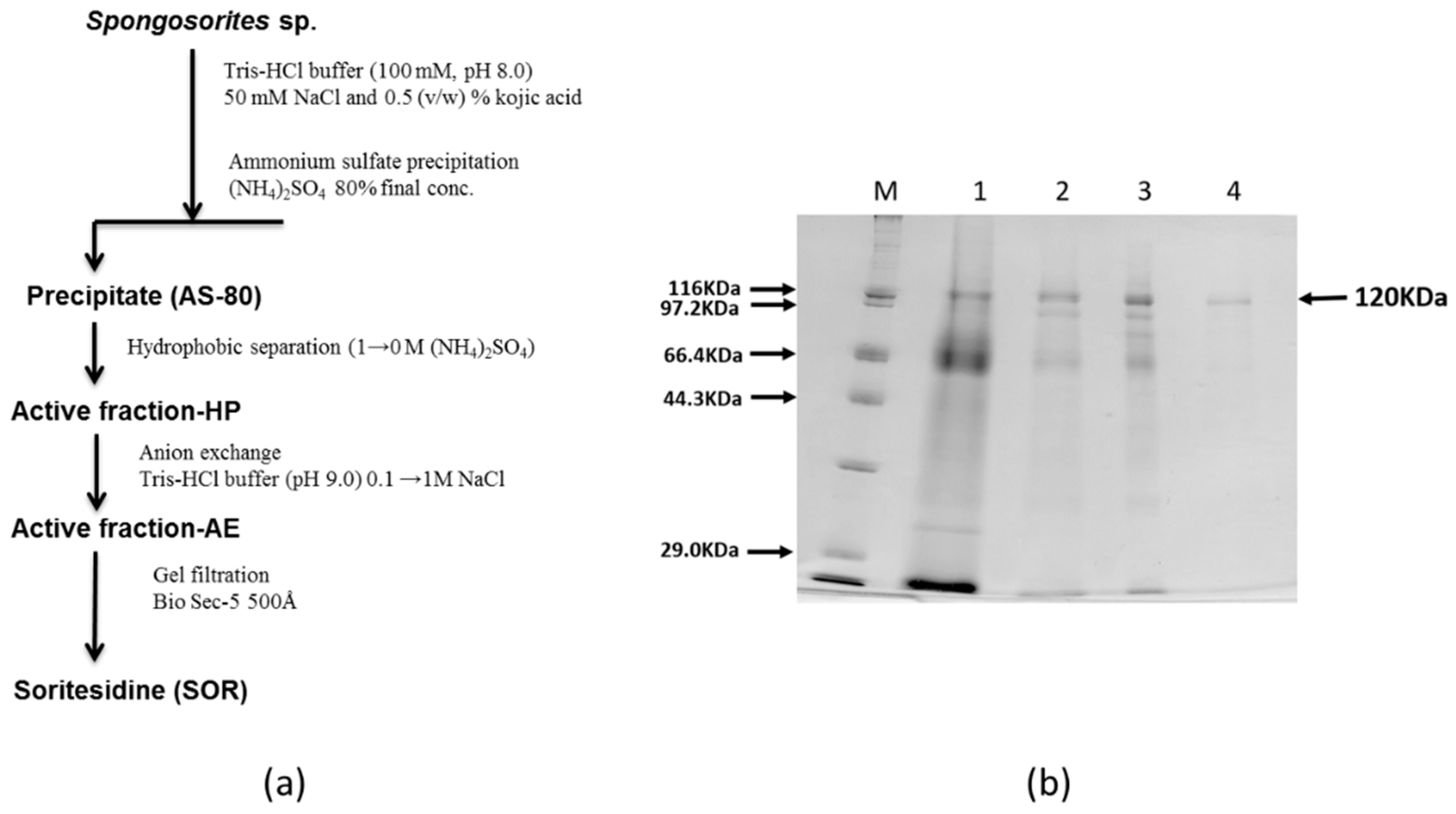 Marinedrugs 17 00216 g003