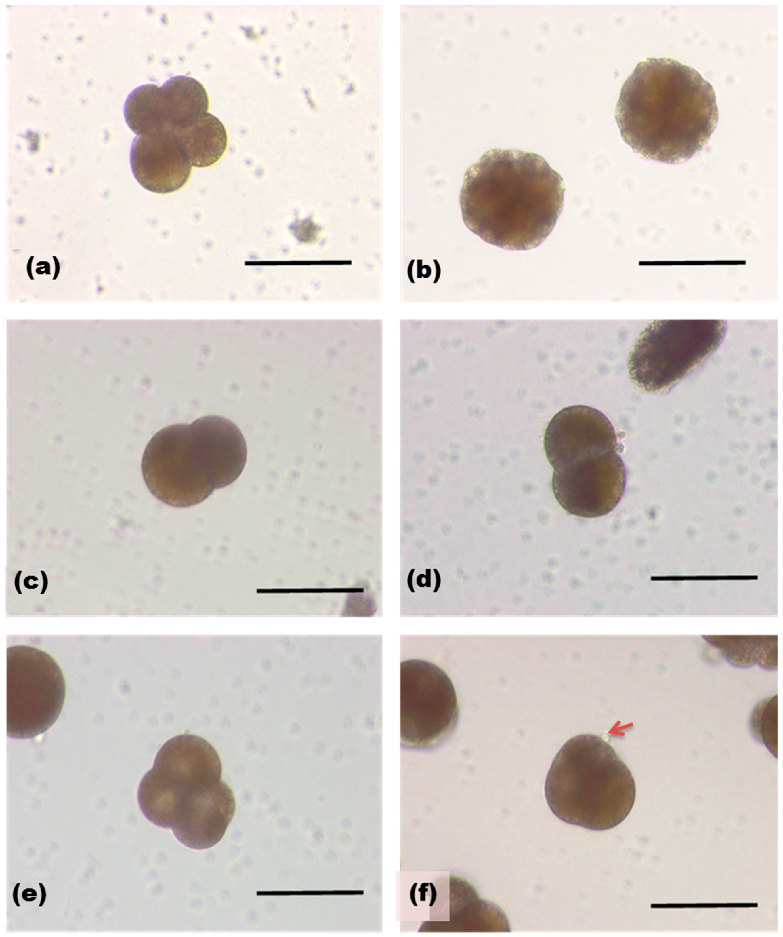 Marinedrugs 17 00216 g006