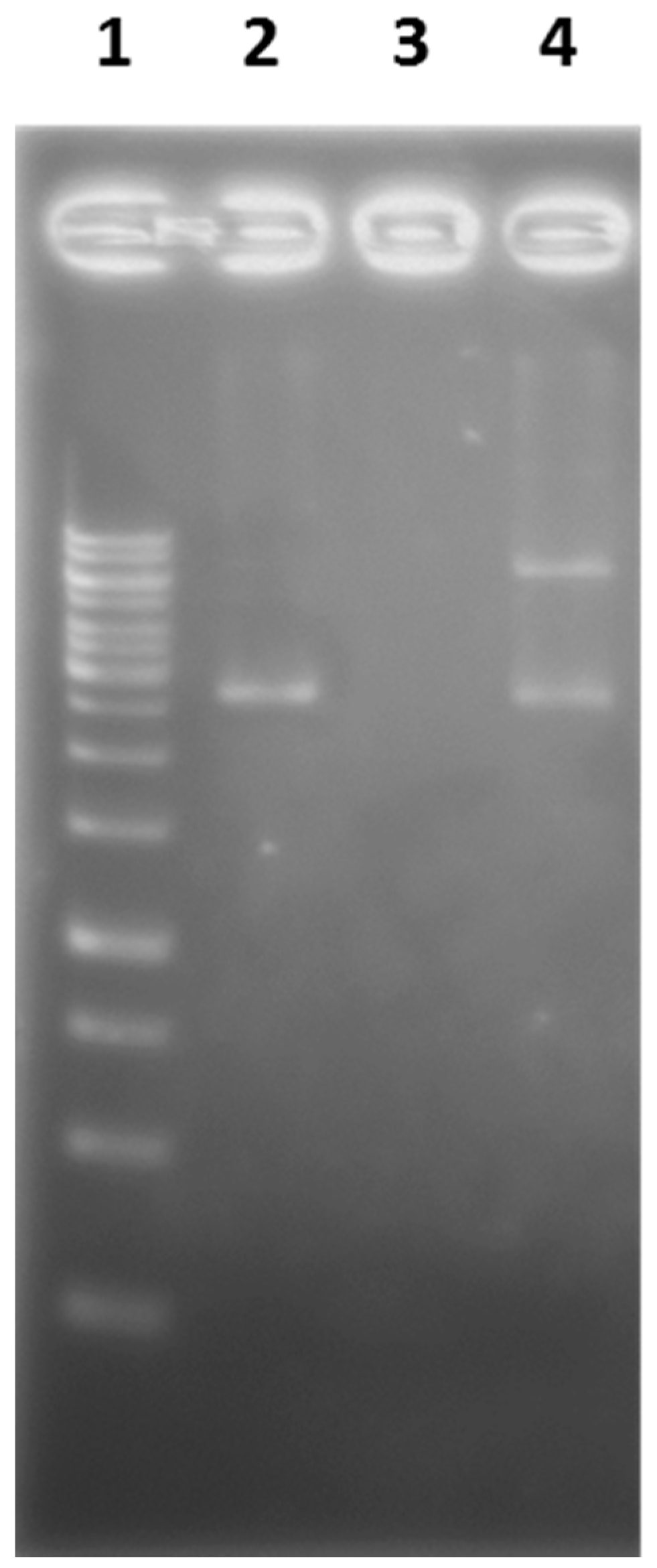 Marinedrugs 17 00216 g008