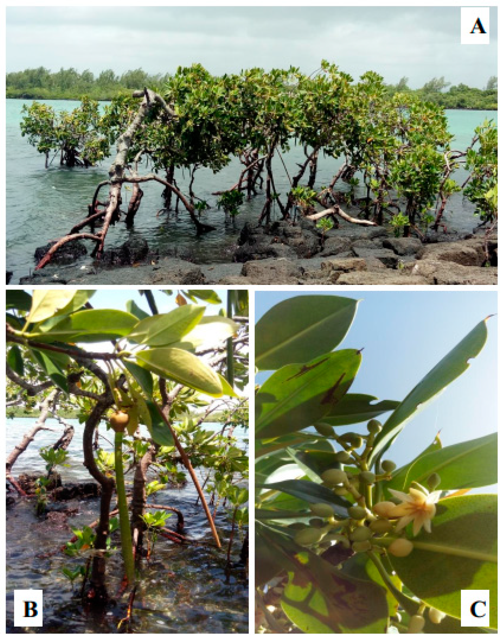 Marinedrugs 17 00231 g002