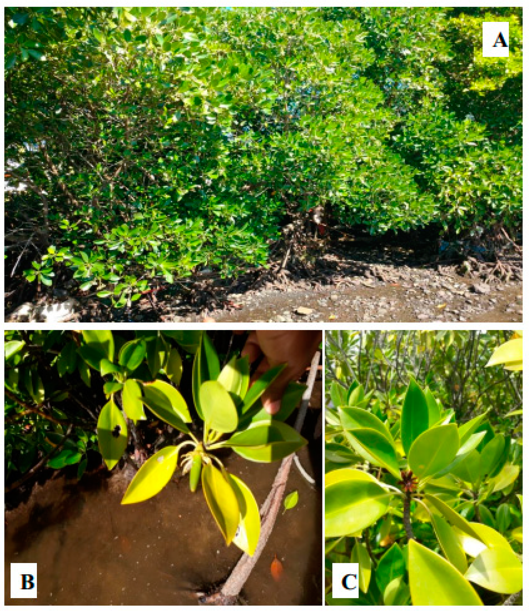 Marinedrugs 17 00231 g003