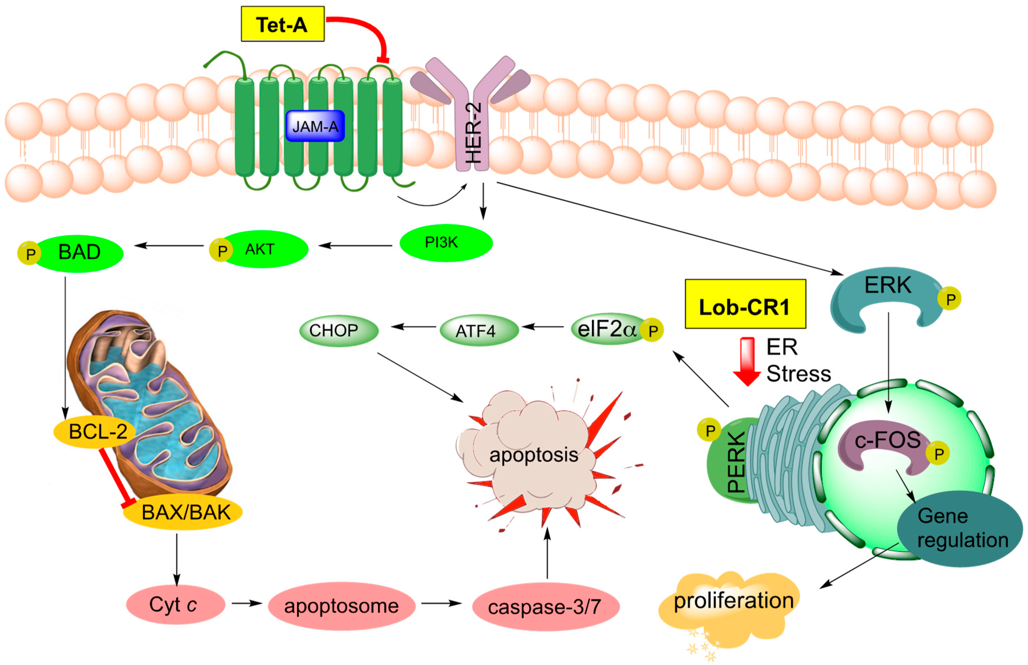 Marinedrugs 17 00232 g009